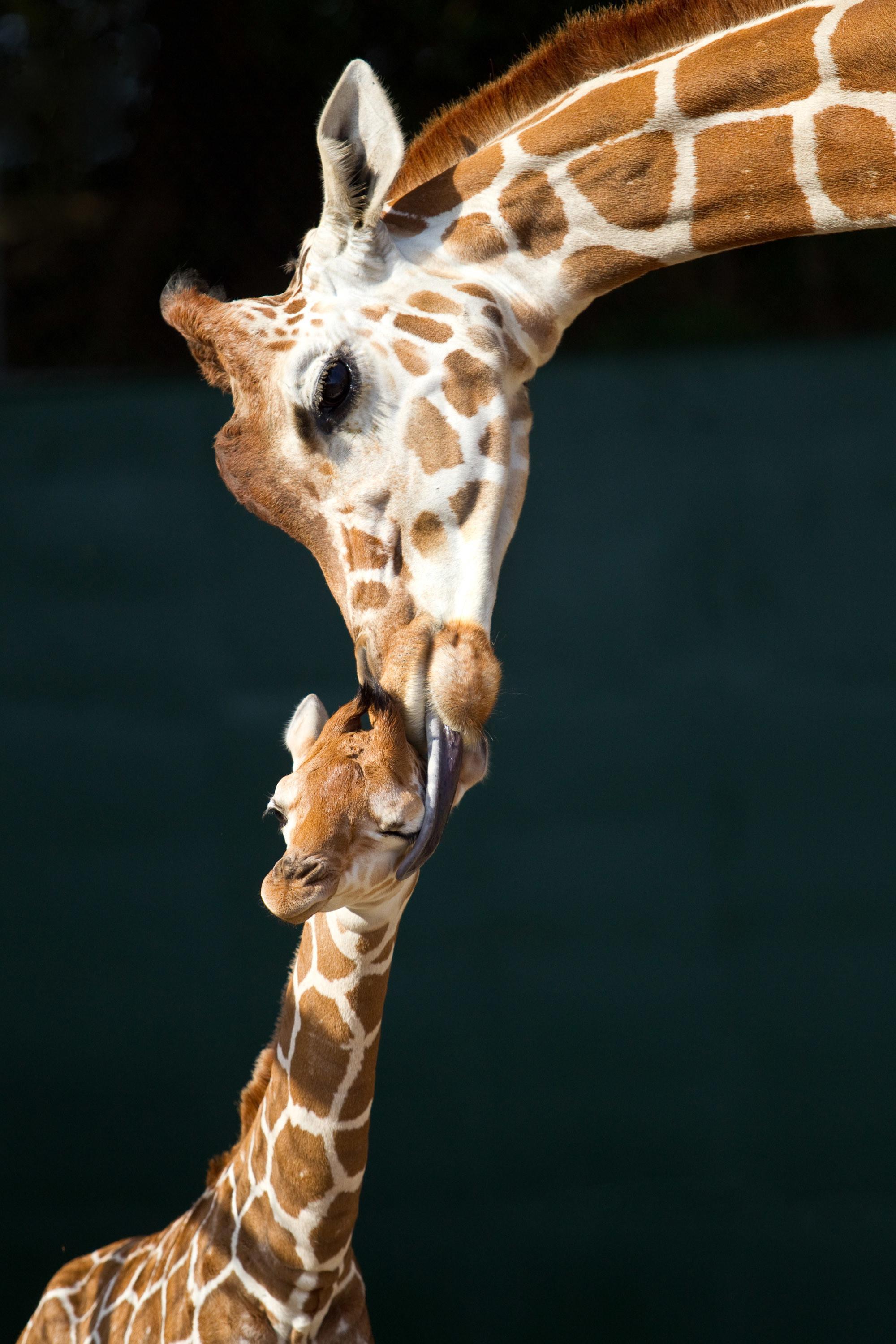 2000x3000 Baby Giraffe Wallpaper