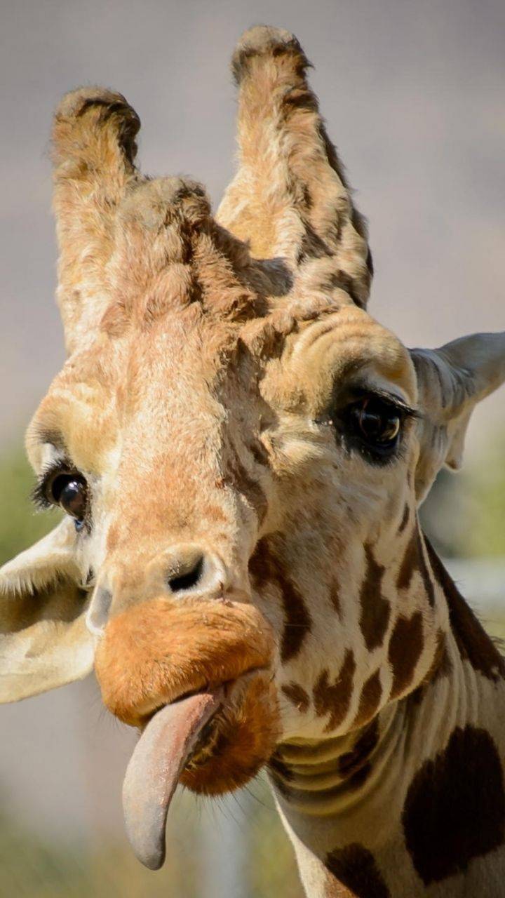 720x1280 Download Funny Giraffe HD Wallpaper and Background