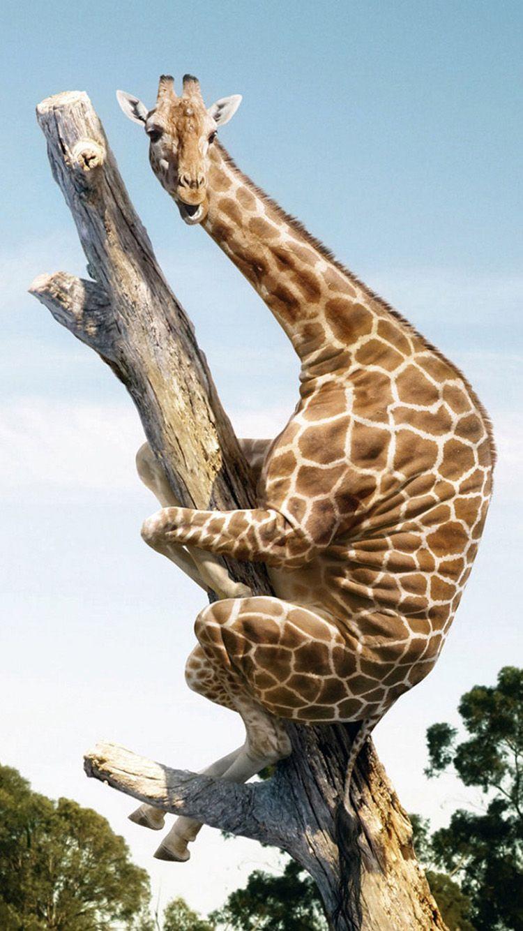 750x1334 Funny Giraffe Perched on Tree Free Download Wallpaper for Phone