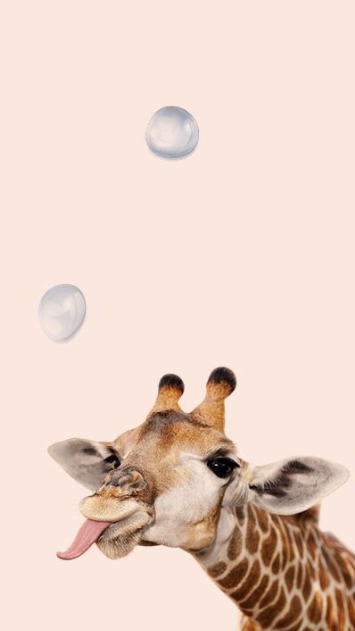 1242x2208 Giraffe Phone Wallpaper Aesthetic .