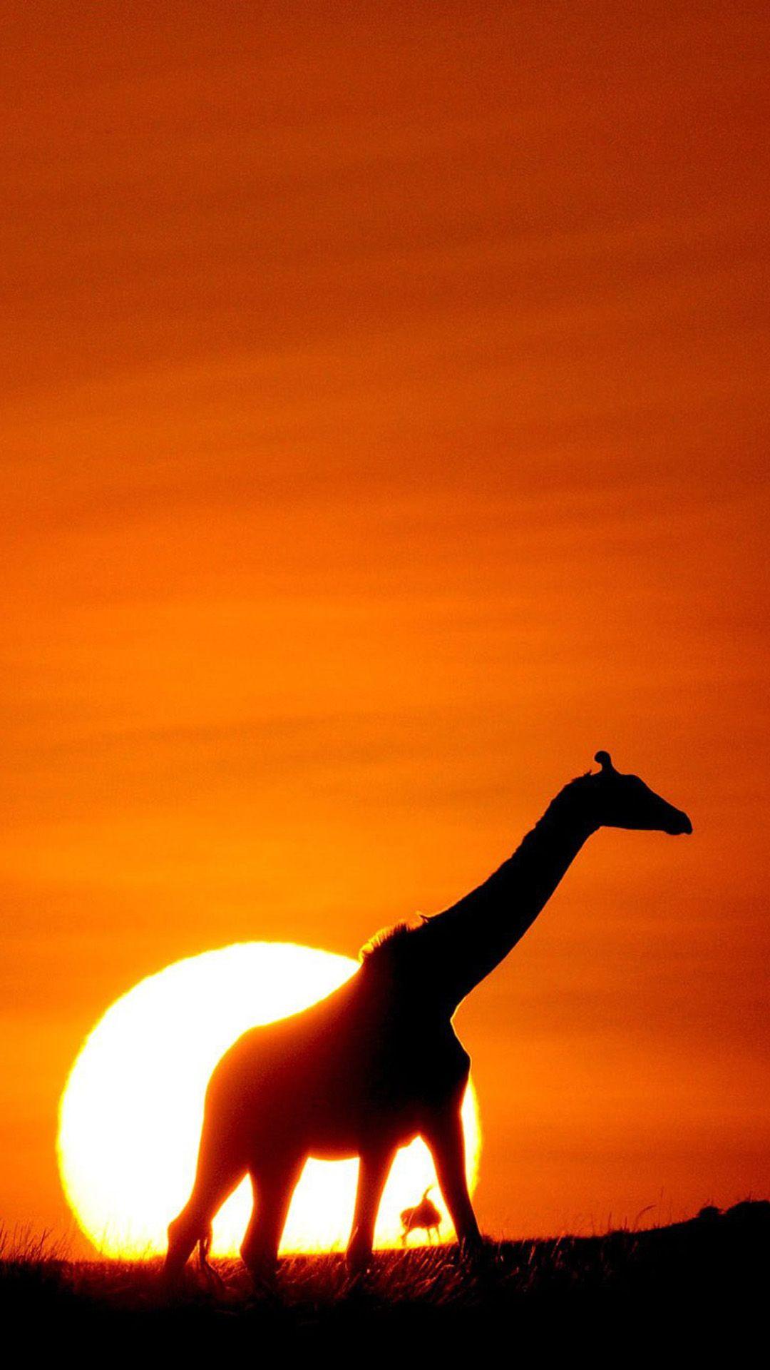 1080x1920 Sunset Giraffe Android Wallpaper HD Wallpaper