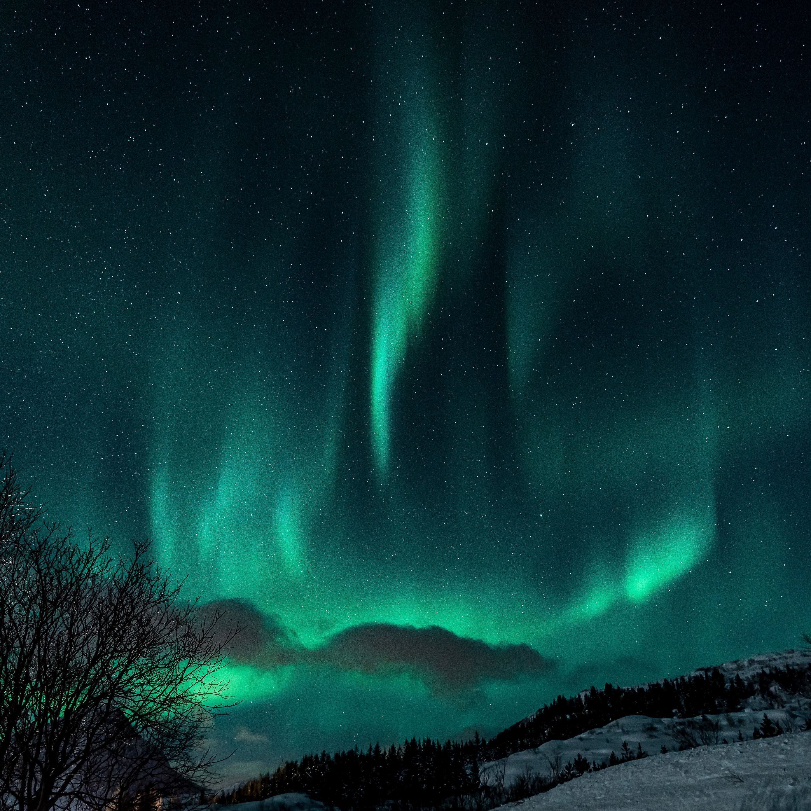 2780x2780 Download wallpaper 2780x2780 northern lights, night, snow, nature, winter ipad air, ipad air ipad ipad ipad mini ipad mini ipad mini ipad pro 9.7 for parallax HD background