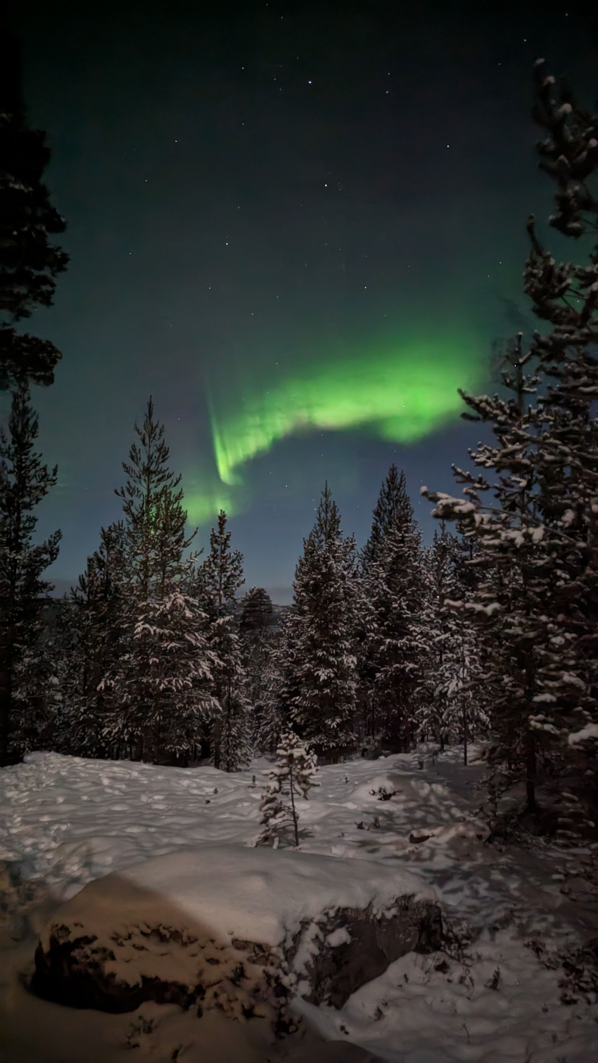 2268x4032 The aurora bore is seen in the sky over a snowy forest · Free