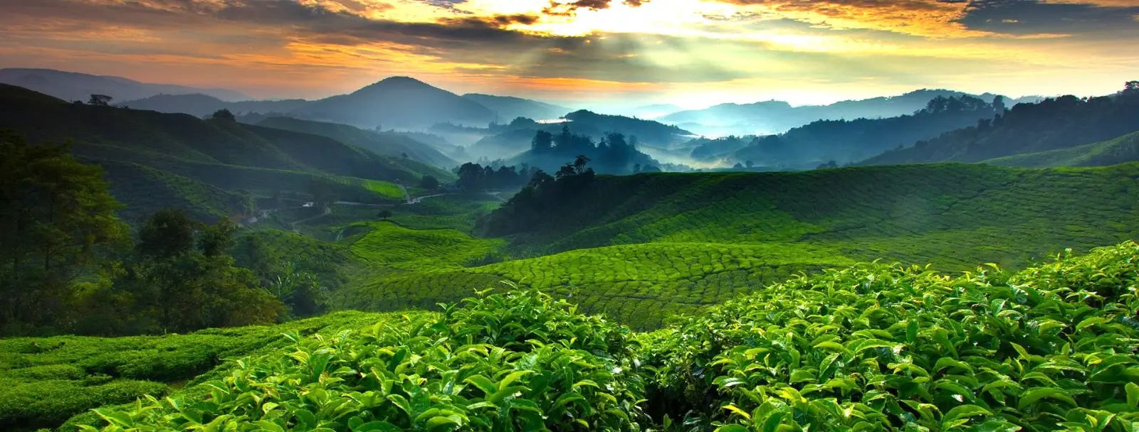 1600x608 CAMERON HIGHLANDS