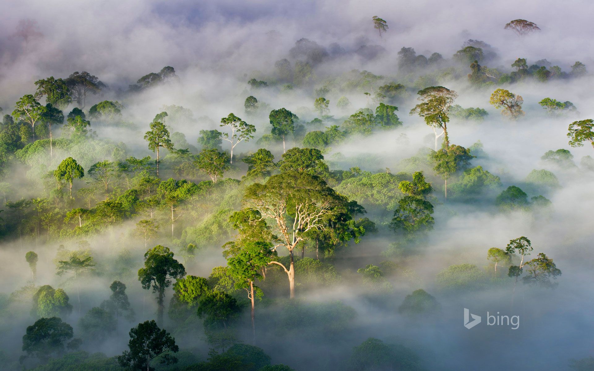 1920x1200 Danum Valley Conservation Area, Sabah, Malaysia Wallpaper