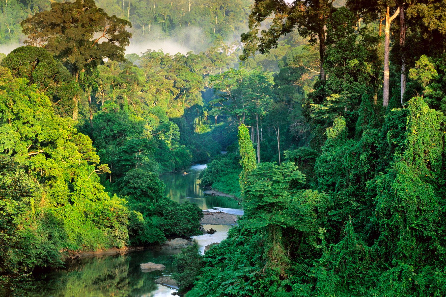 1800x1200 Download Malaysia Wild Jungle Wallpaper