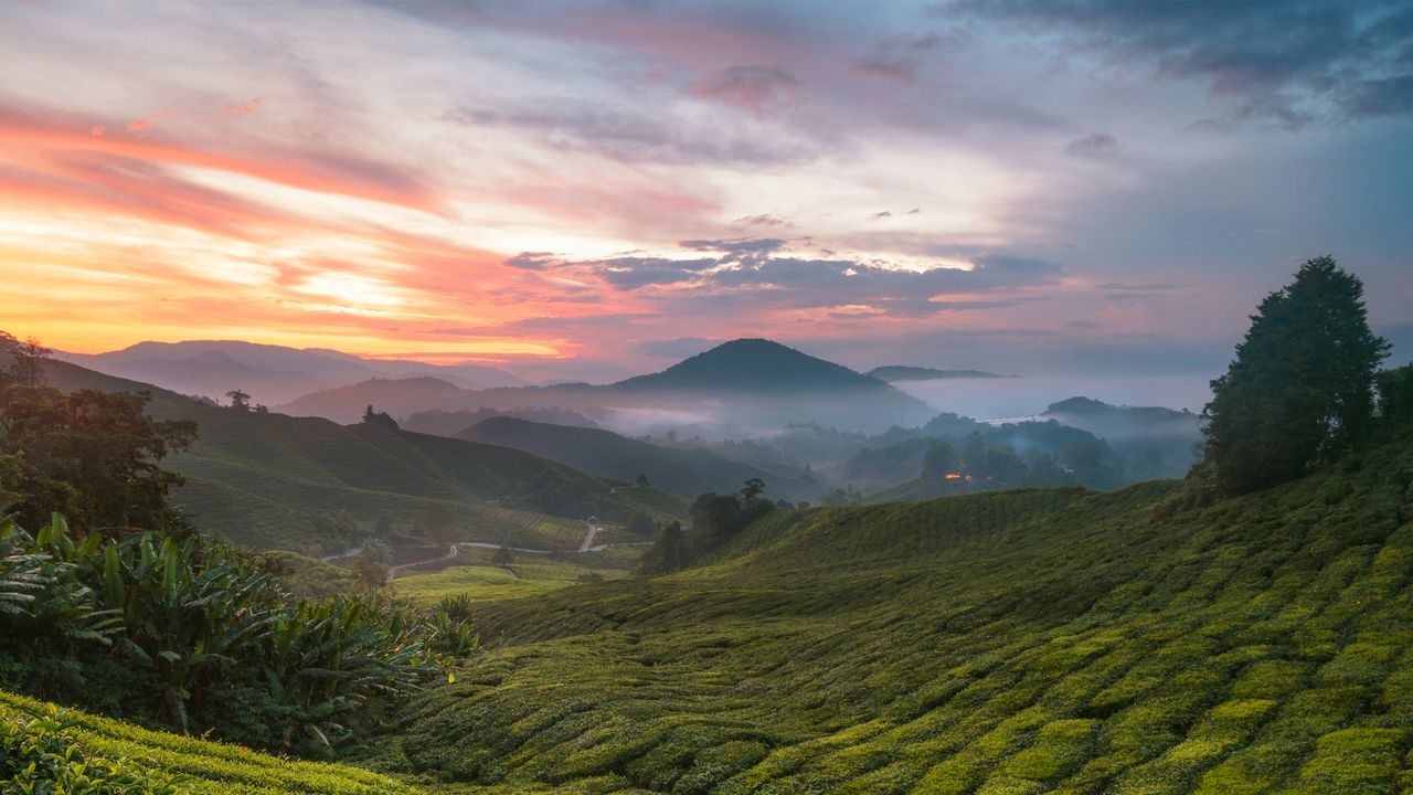 1280x720 Cameron Highlands tea plantation, Malaysia Gallery · Peapix