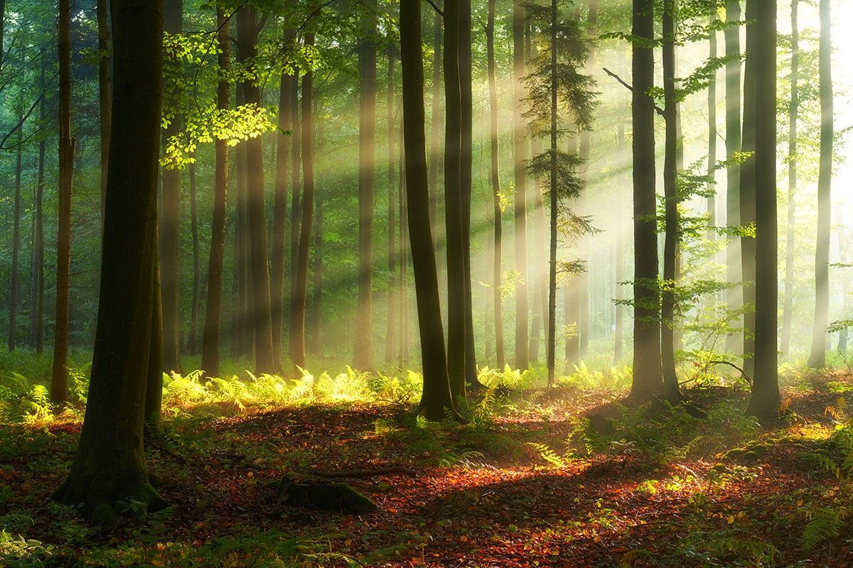 1200x800 Forest Mural Wallpaper Malaysia