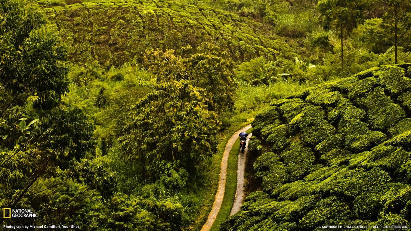1366x768 Tea Plantation Malaysia National Geographic Wallpaper