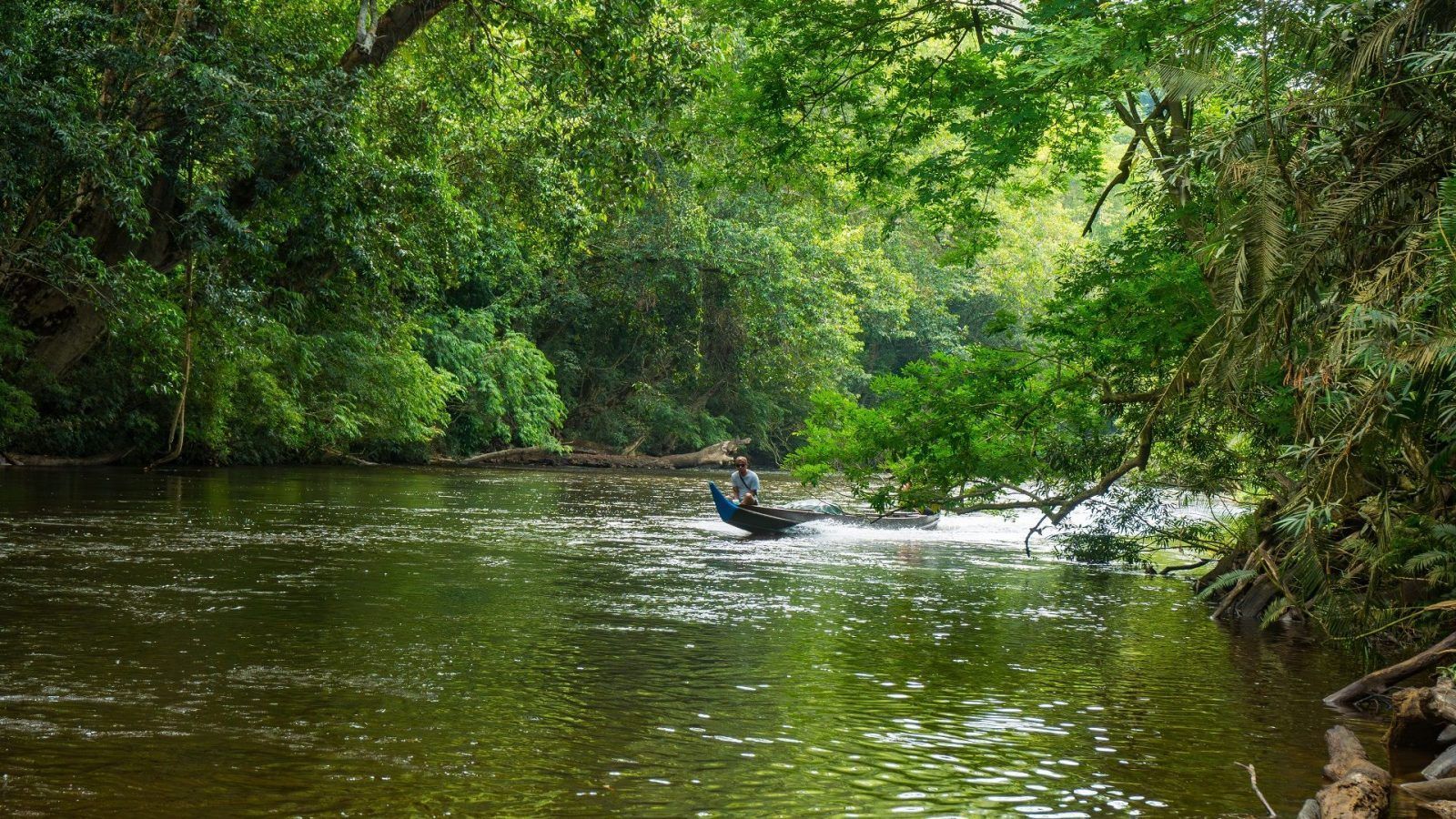 1600x900 National Parks in Malaysia To Explore The Wildlife & Rainforest Magic 2024
