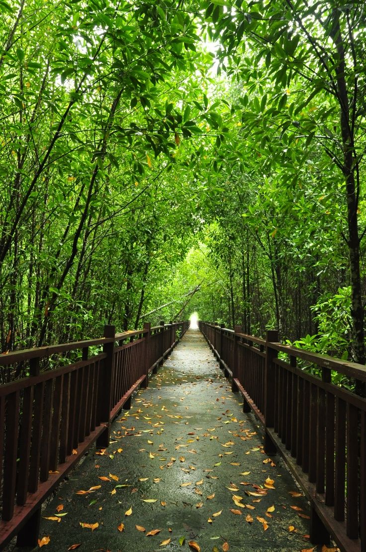 736x1108 Malaysia scenery