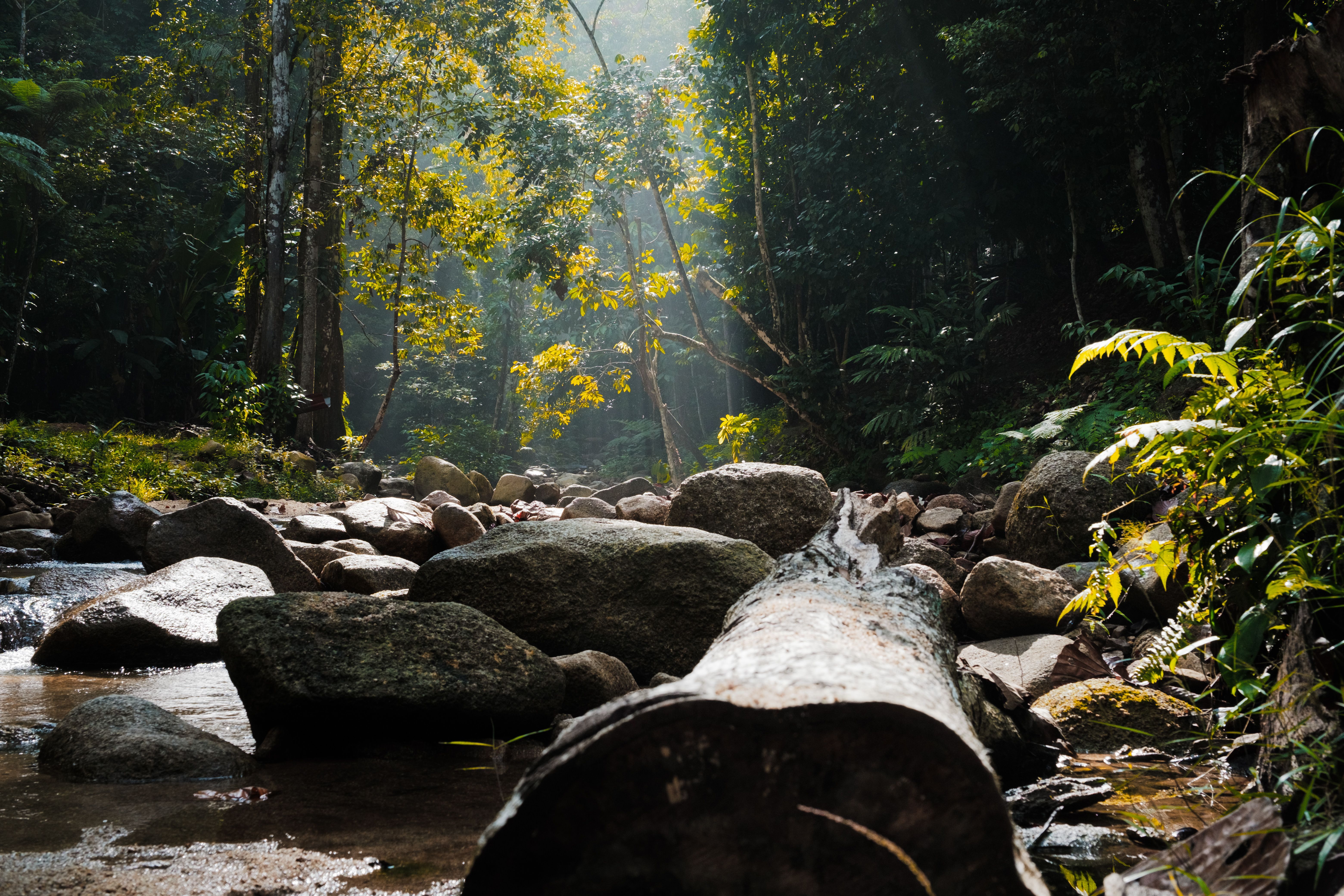 6240x4160 Malaysia Jungle Photo, Download The BEST Free Malaysia Jungle & HD Image