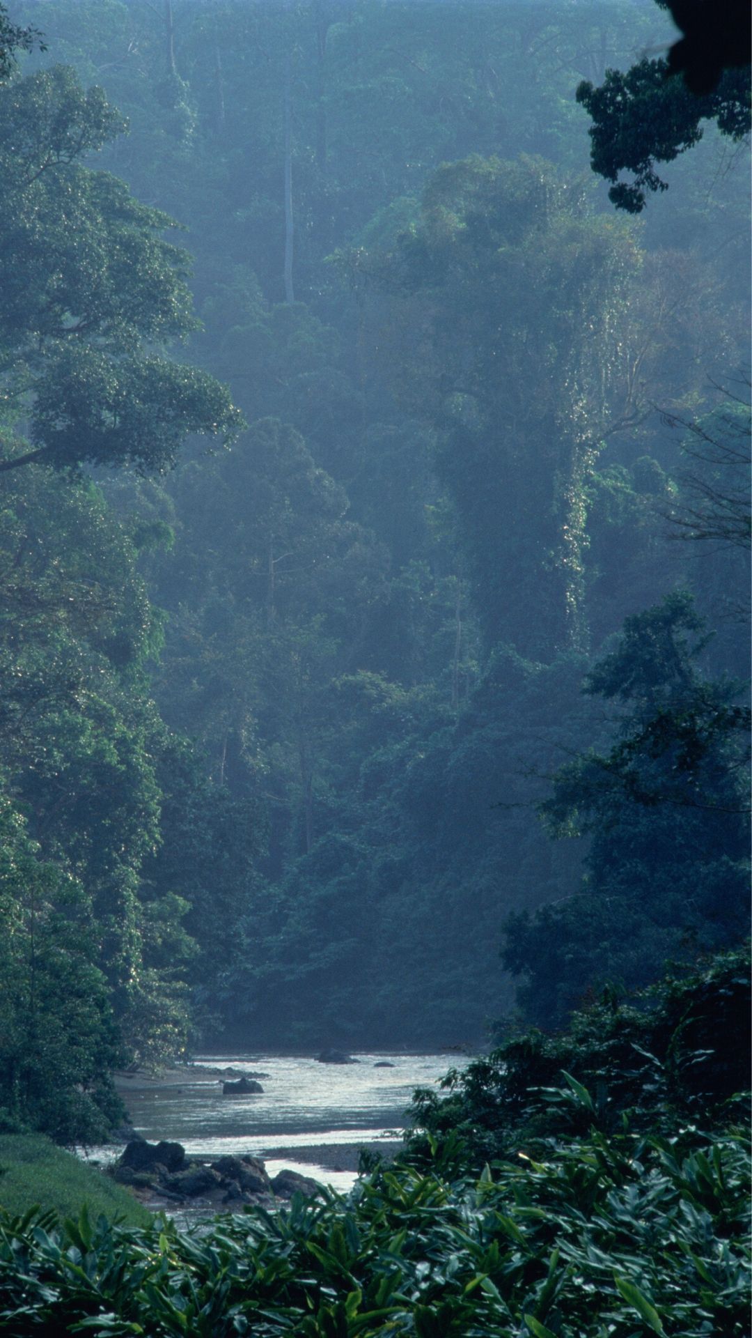 1080x1920 Borneo to be alive. Condé Nast Traveller India