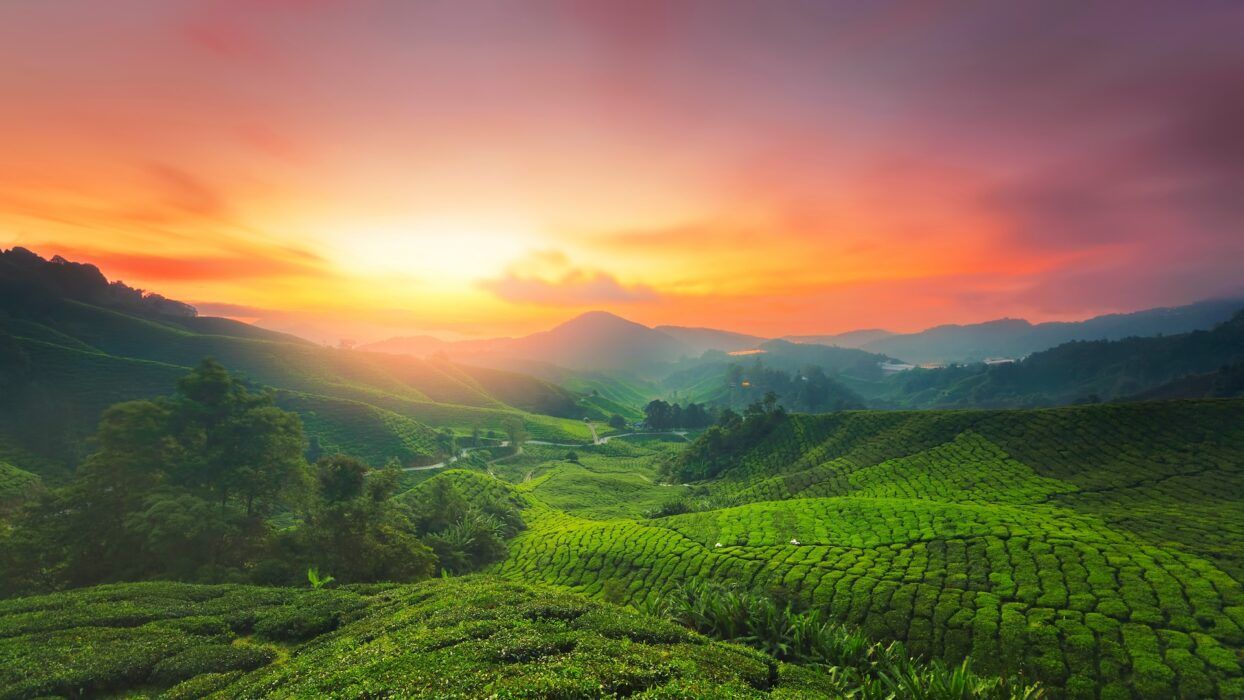 1244x700 Top Tourist Attractions In Cameron Highlands: Must Visit Spots For Nature Lovers And Adventure Seekers Agoda: See The World For Less