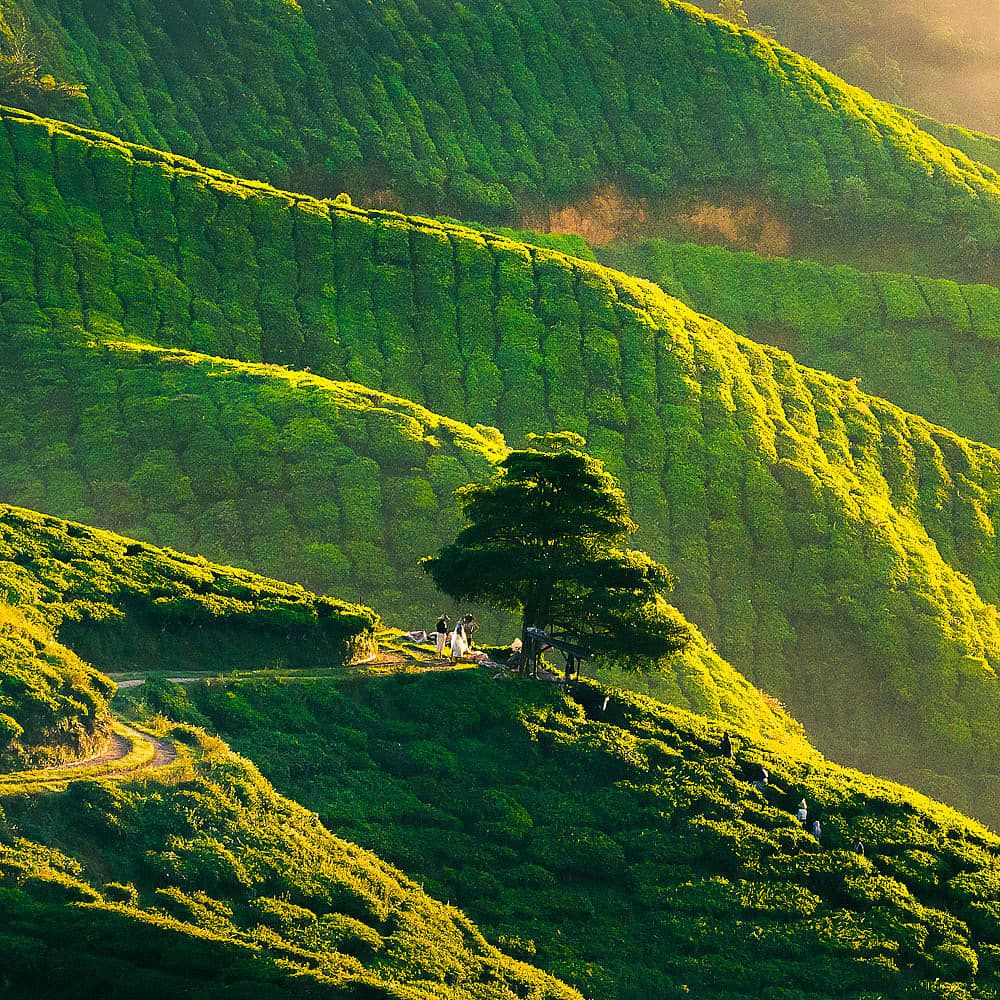 1000x1000 Nature Holidays in Malaysia. Explore Malaysia's Nature