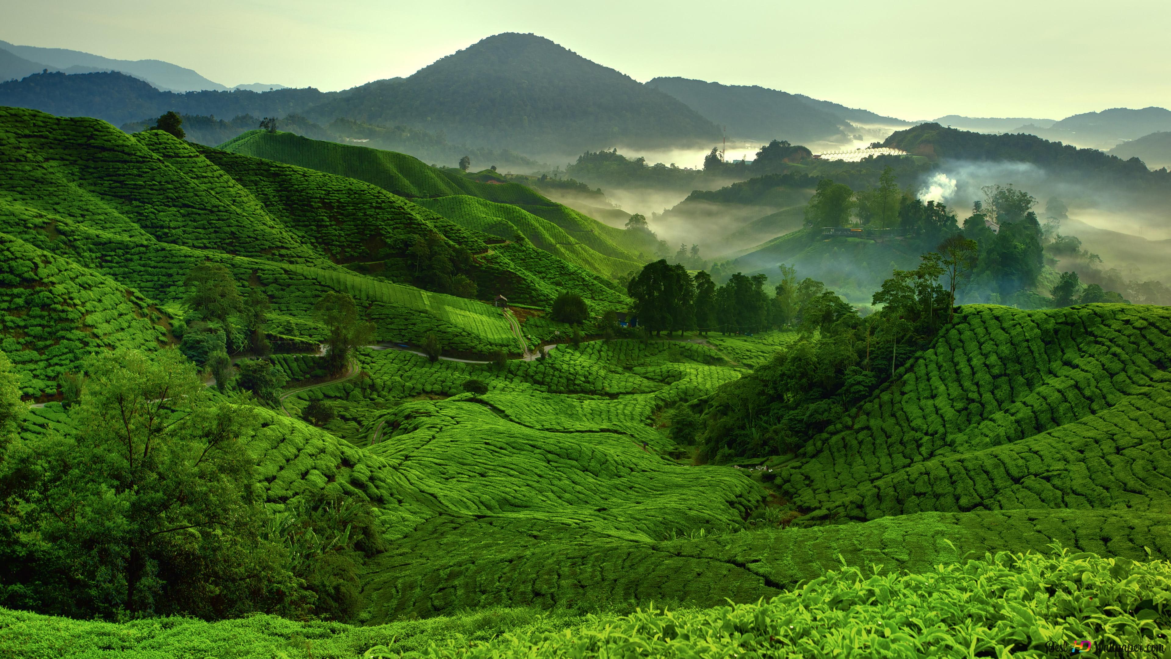 3840x2160 Malaysian tea plantation with marvelous nature in the fog 4K wallpaper download
