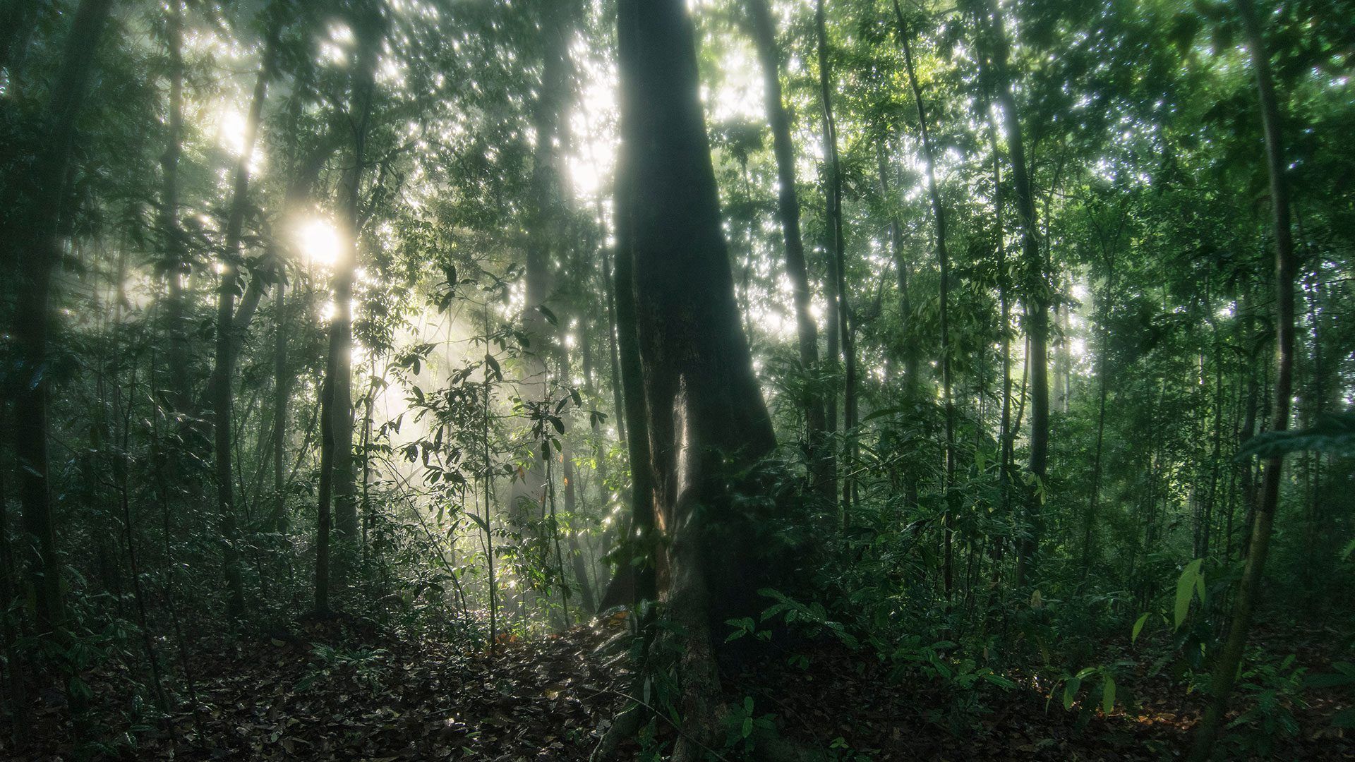 1920x1080 Time travel in Malaysia: Trekking into the distant past in Ulu Muda. The Good Times