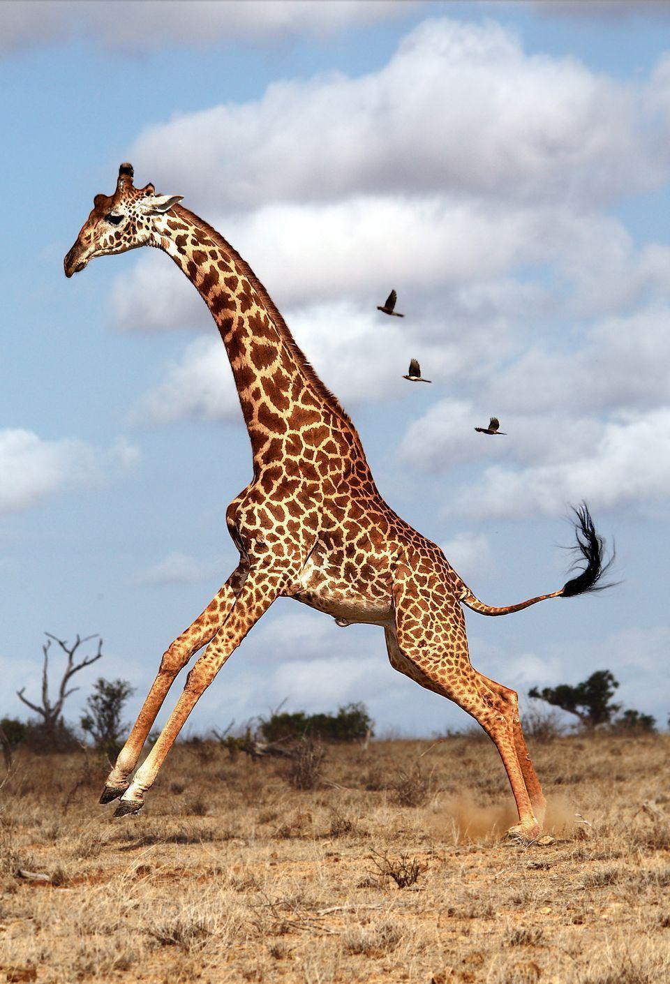 960x1410 Giraffe wallpaper, Animal, HQ Giraffe pictureK Wallpaper 2019