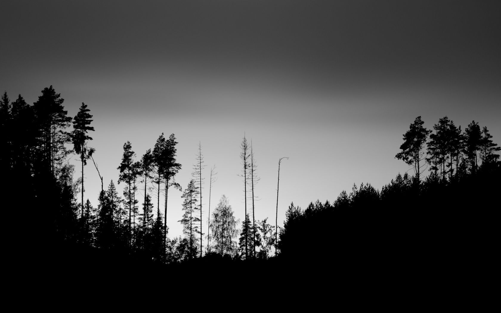1680x1050 Download wallpaper 1680x1050 trees, silhouettes, fog, sky, dark, bw widescreen 16:10 HD background