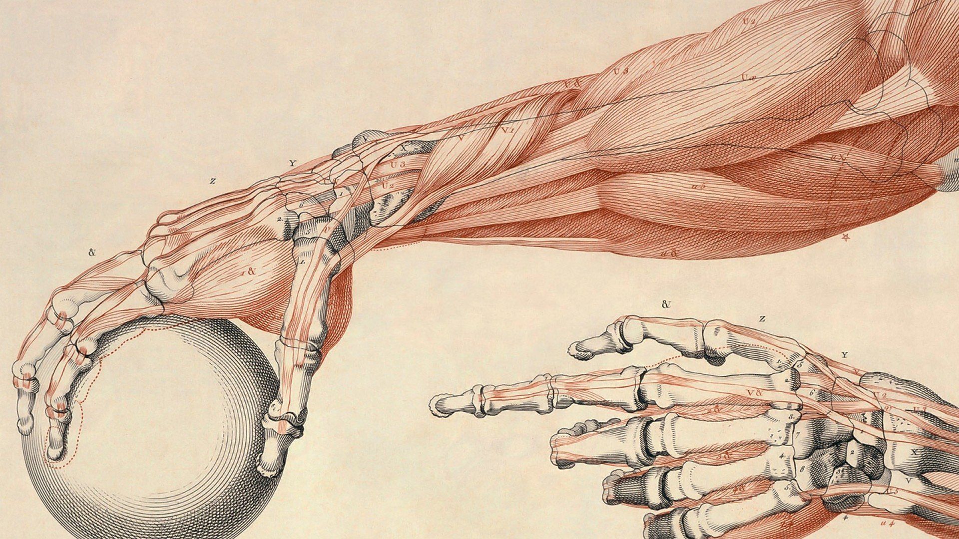1920x1080 Anatomy in Motion