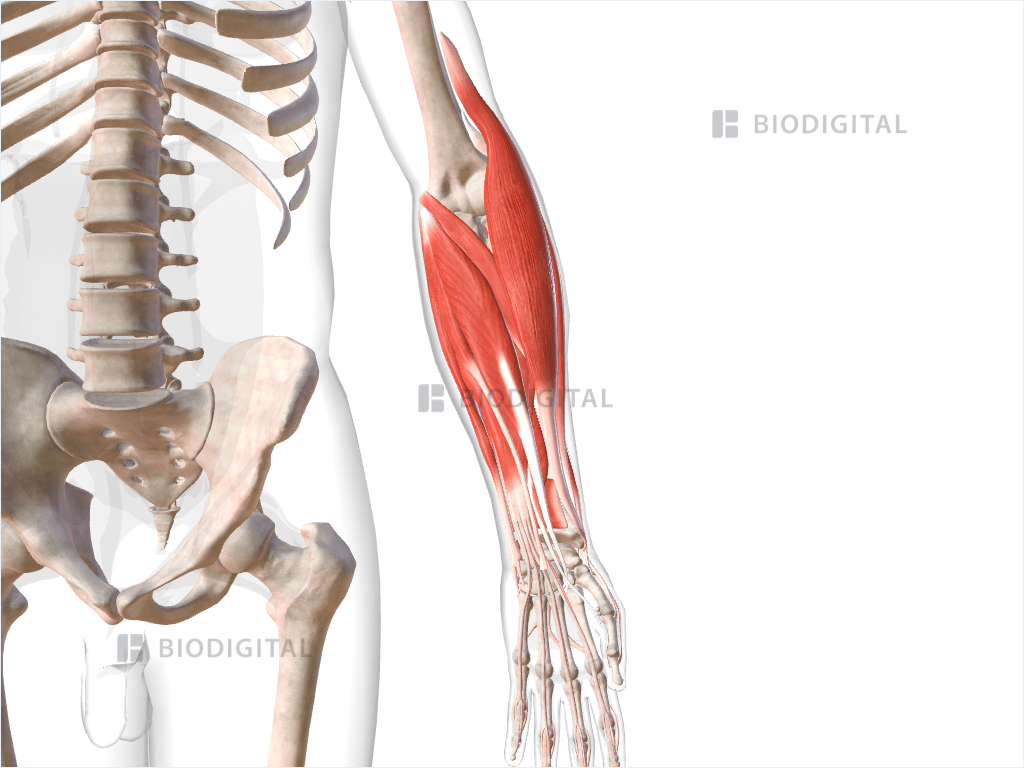 1024x768 Muscles of left forearm