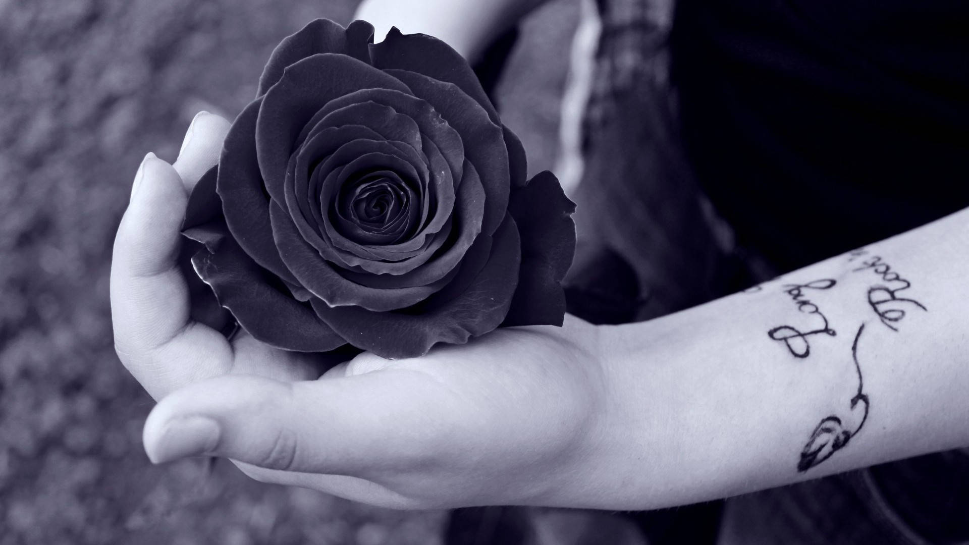 1920x1080 Download Black Rose In Gentle Hands Wallpaper