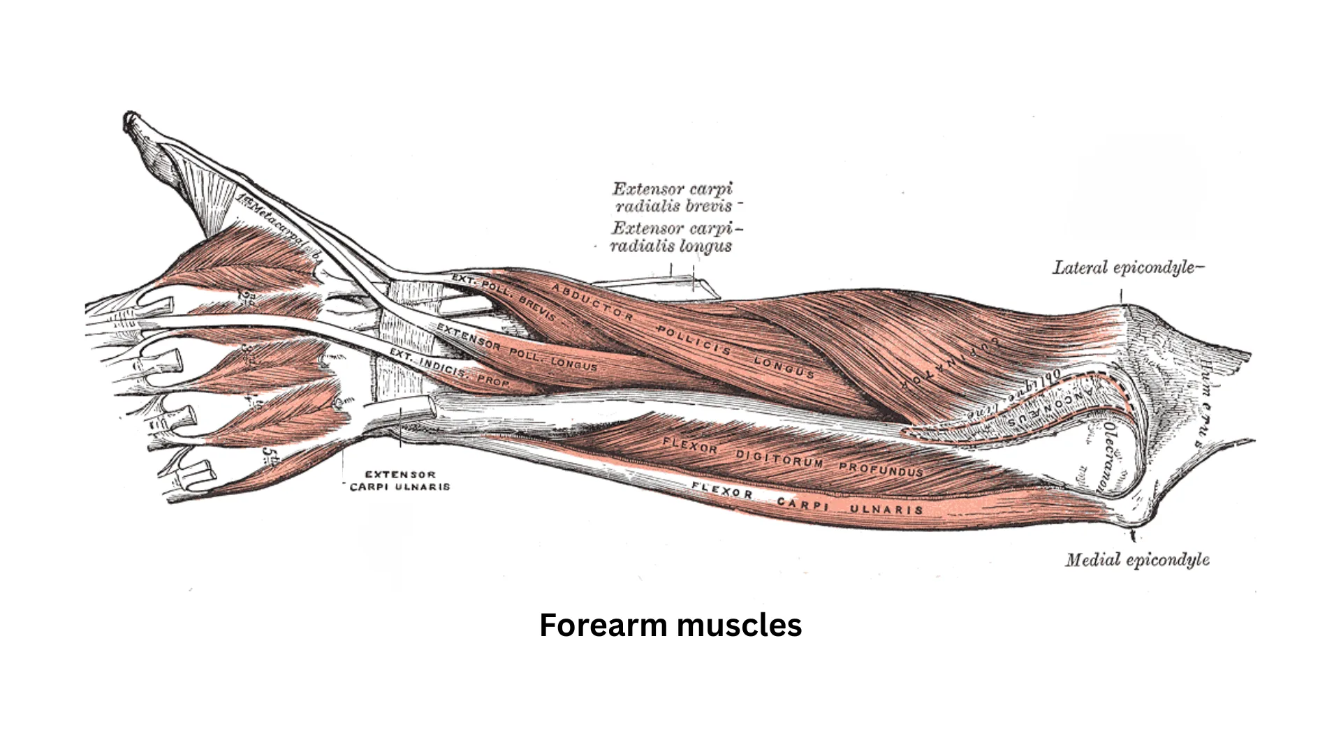 1920x1080 What causes muscle spasms in forearm?