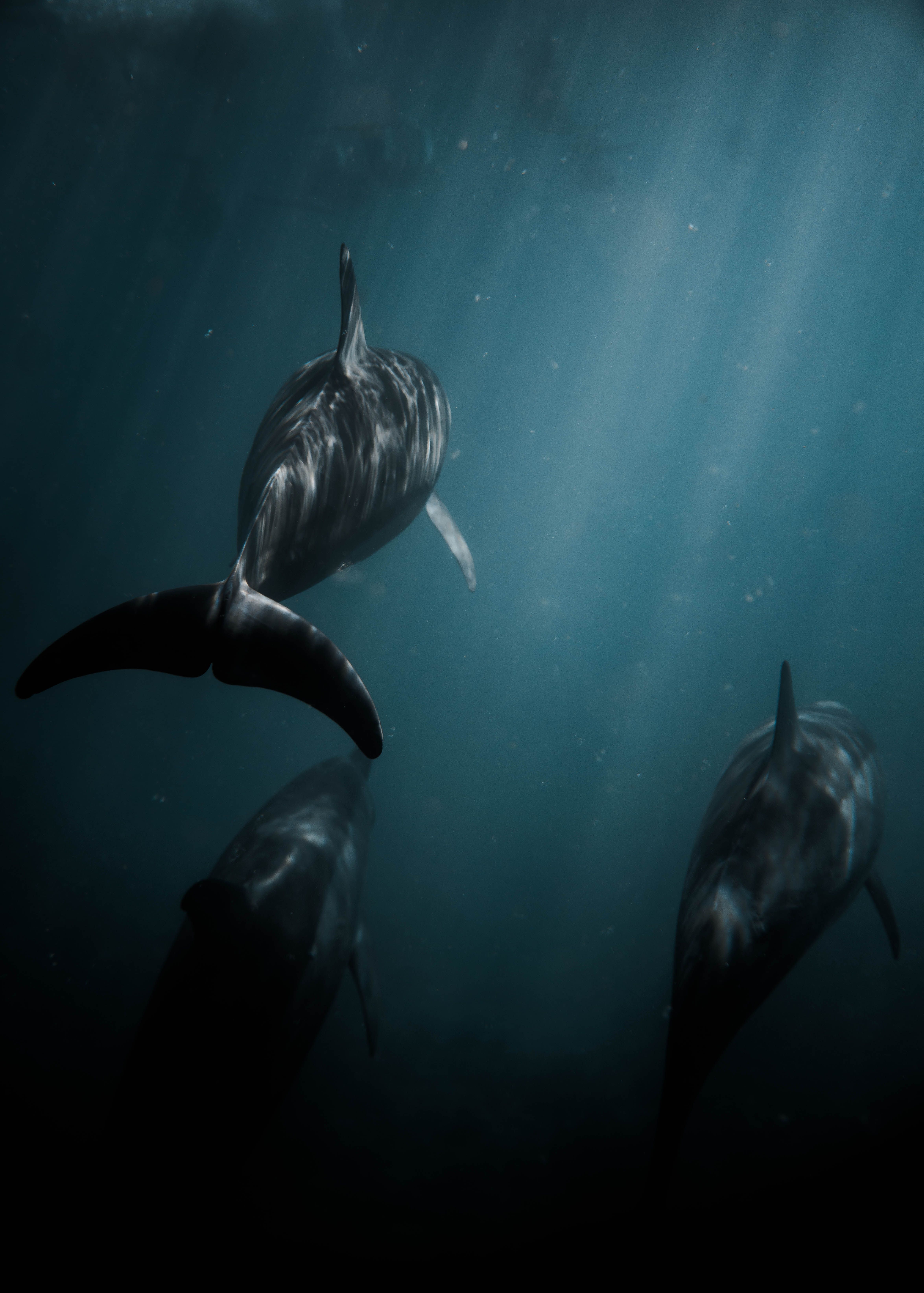 4698x6573 Deep Sea Photo, Download The BEST Free Deep Sea & HD Image