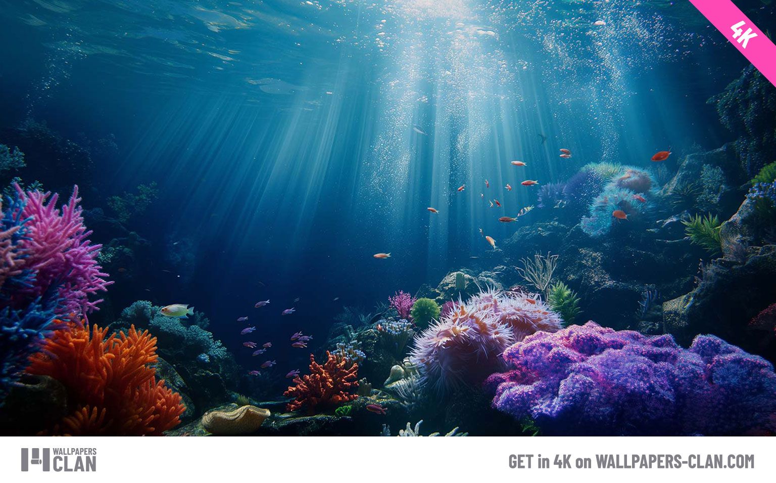 1536x955 Deep Sea Coral Reef Desktop Wallpaper Coral Wallpaper 4K
