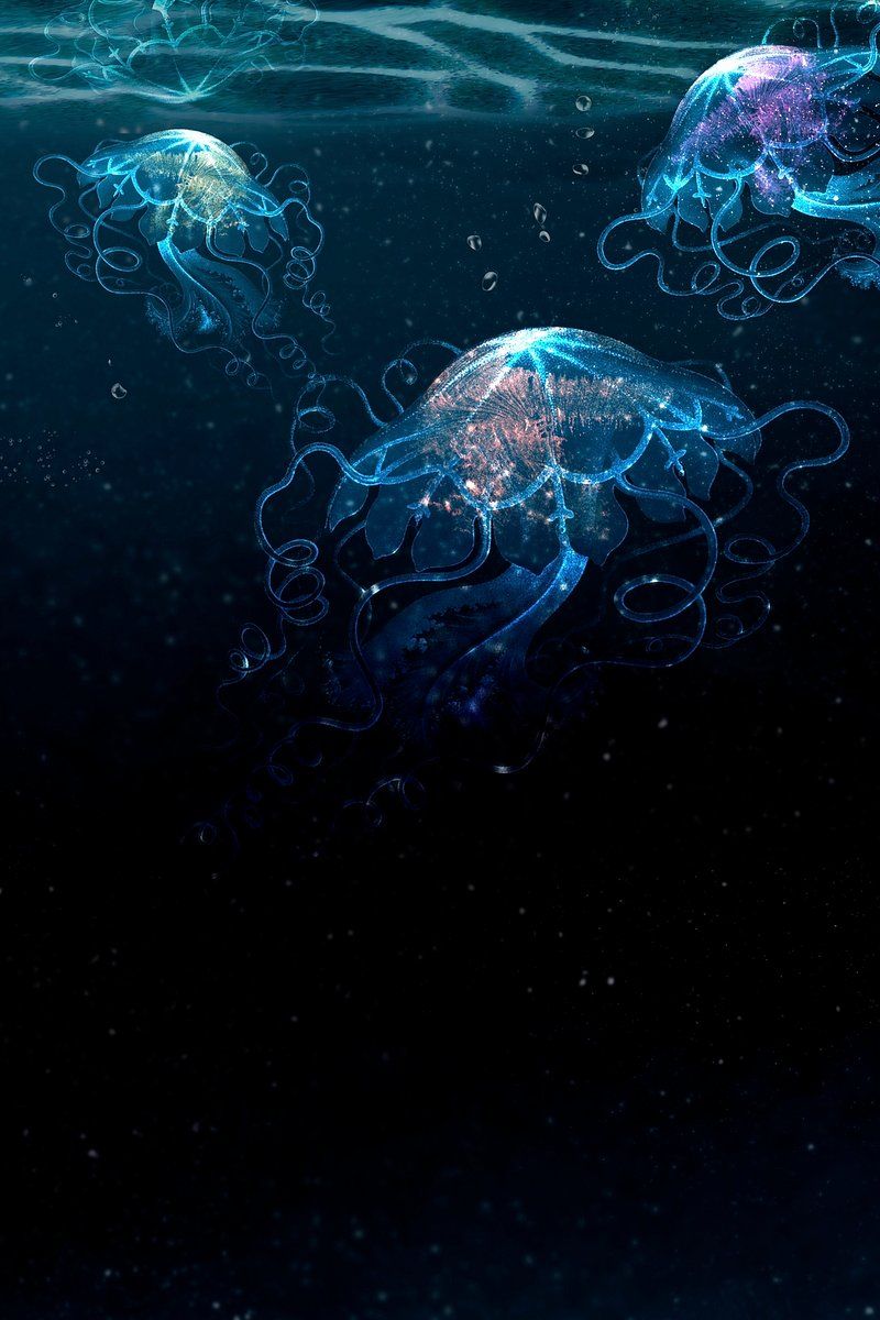 800x1200 Deep Sea Image Wallpaper