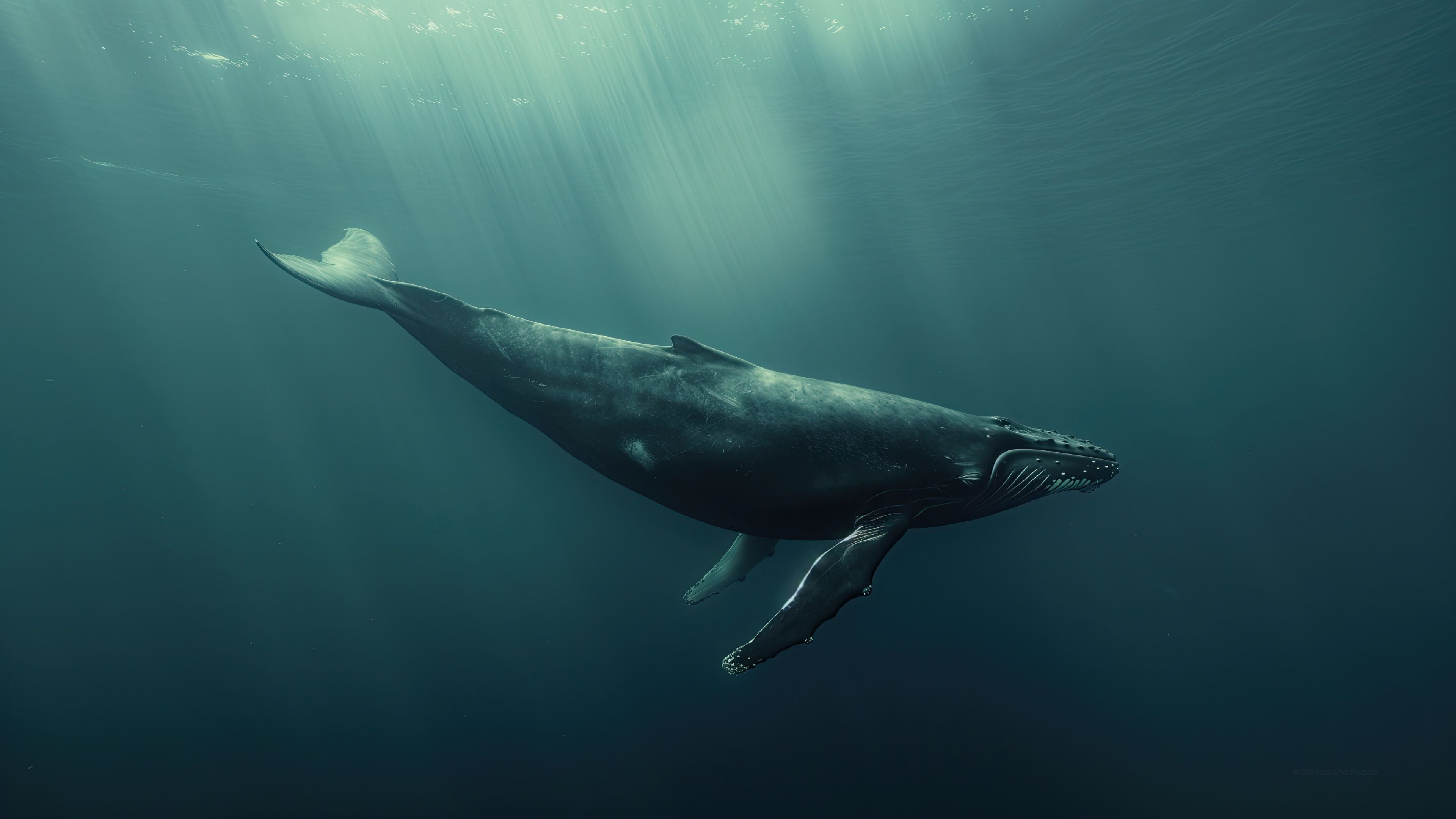 3840x2160 Underwater Wallpaper 4K, Aquatic