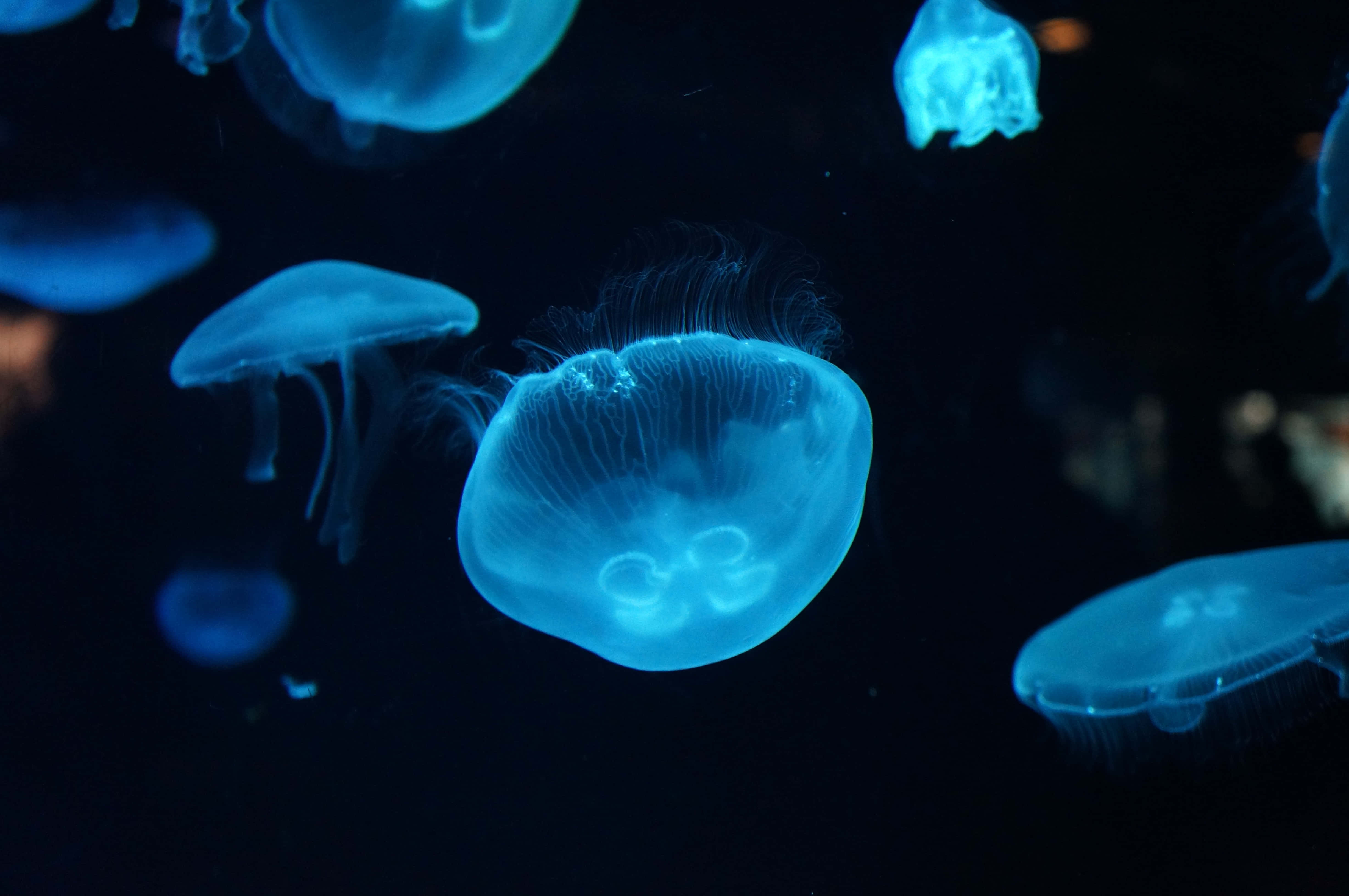 4912x3264 Download Caption: Mysterious Depths The Prevalent Tranquility Underwater Wallpaper