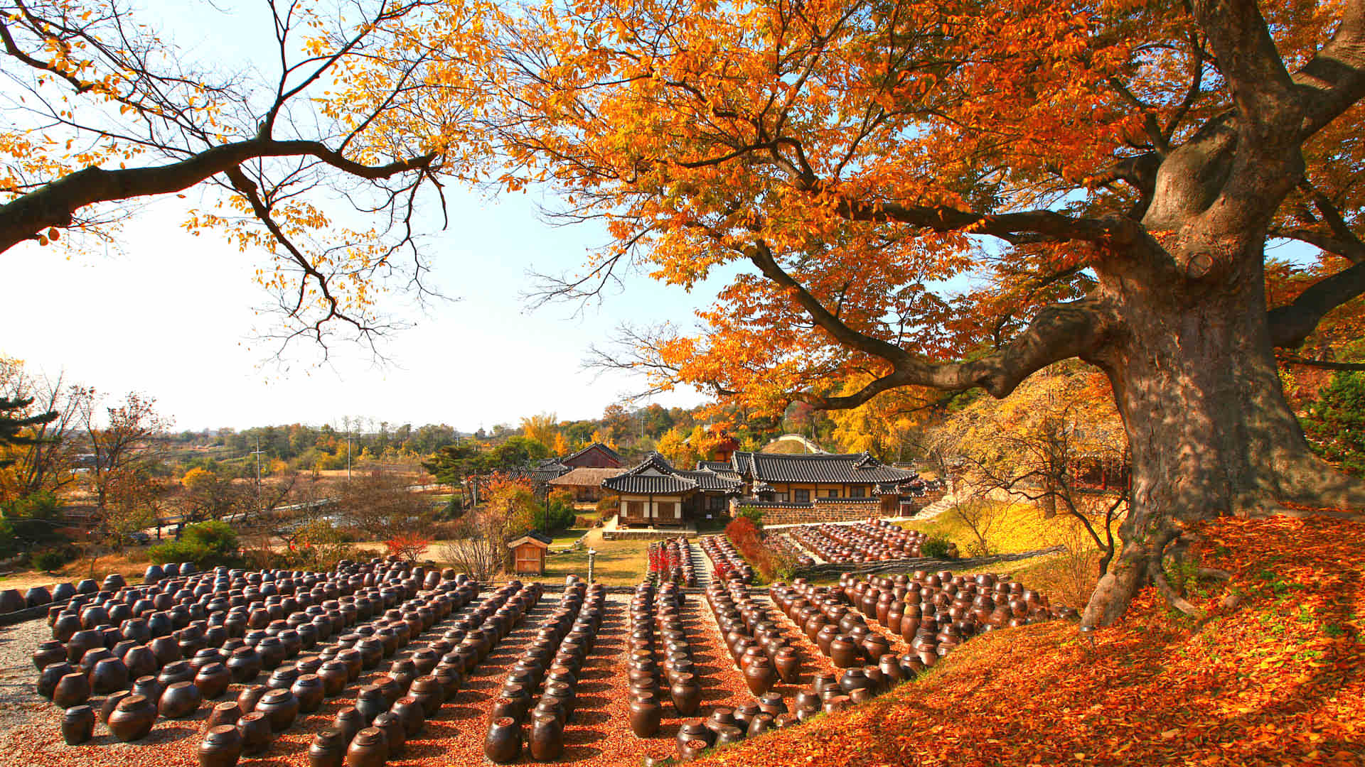 1920x1080 Fall Foliage in Korea: Autumn Leaves Guide & Forecast 2026