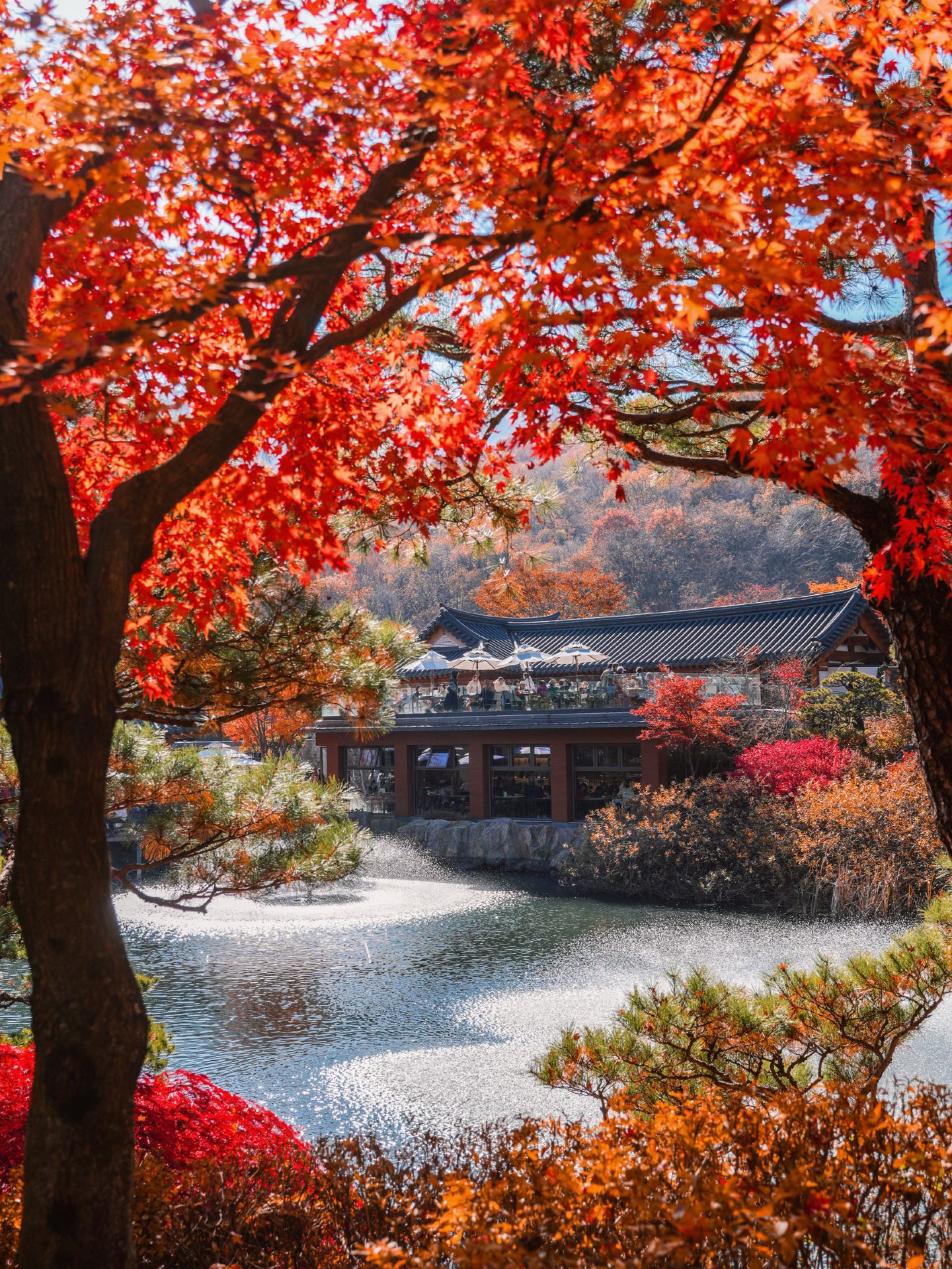 1440x1920 Promise me, you must visit Seoul and Hwadam Botanic Garden in autumn. Trip.com Gwangju