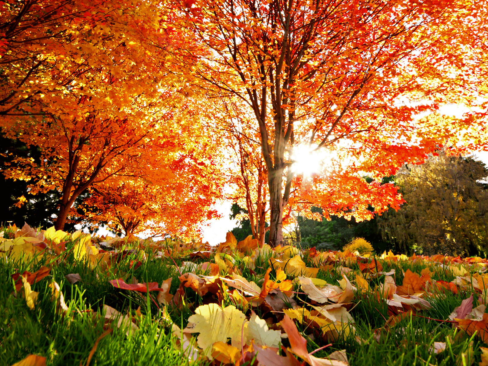 1600x1200 Autumn South Korea Wallpaper