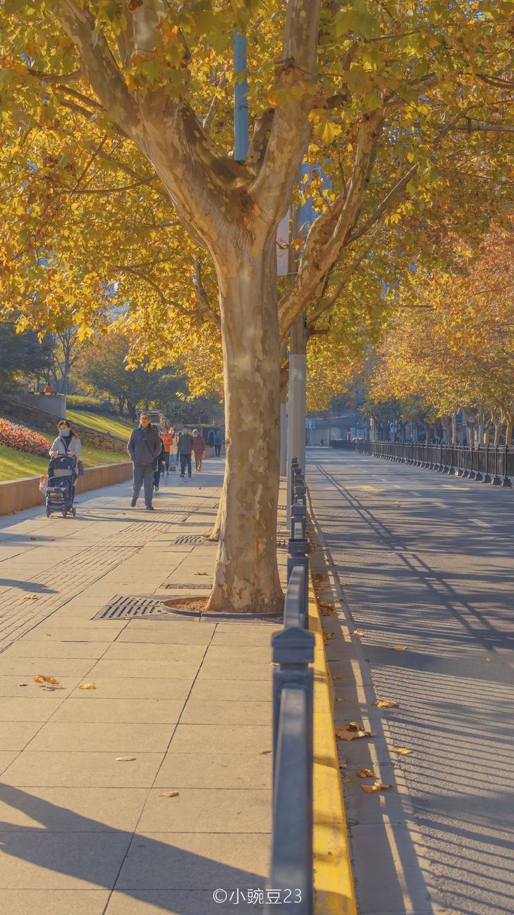 736x1310 Korean fall wallpaper. Musim semi aesthetic, Autumn street scenery, Beautiful cities