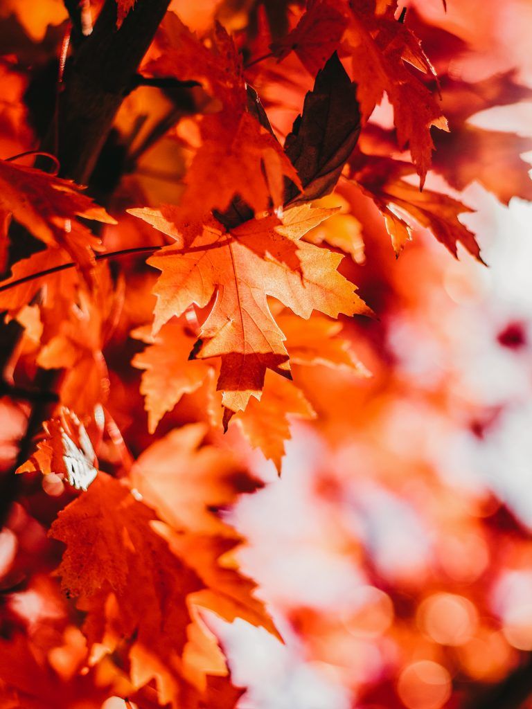 768x1024 Chasing Colors: A Complete Guide to Fall Foliage 2025 in South Korea