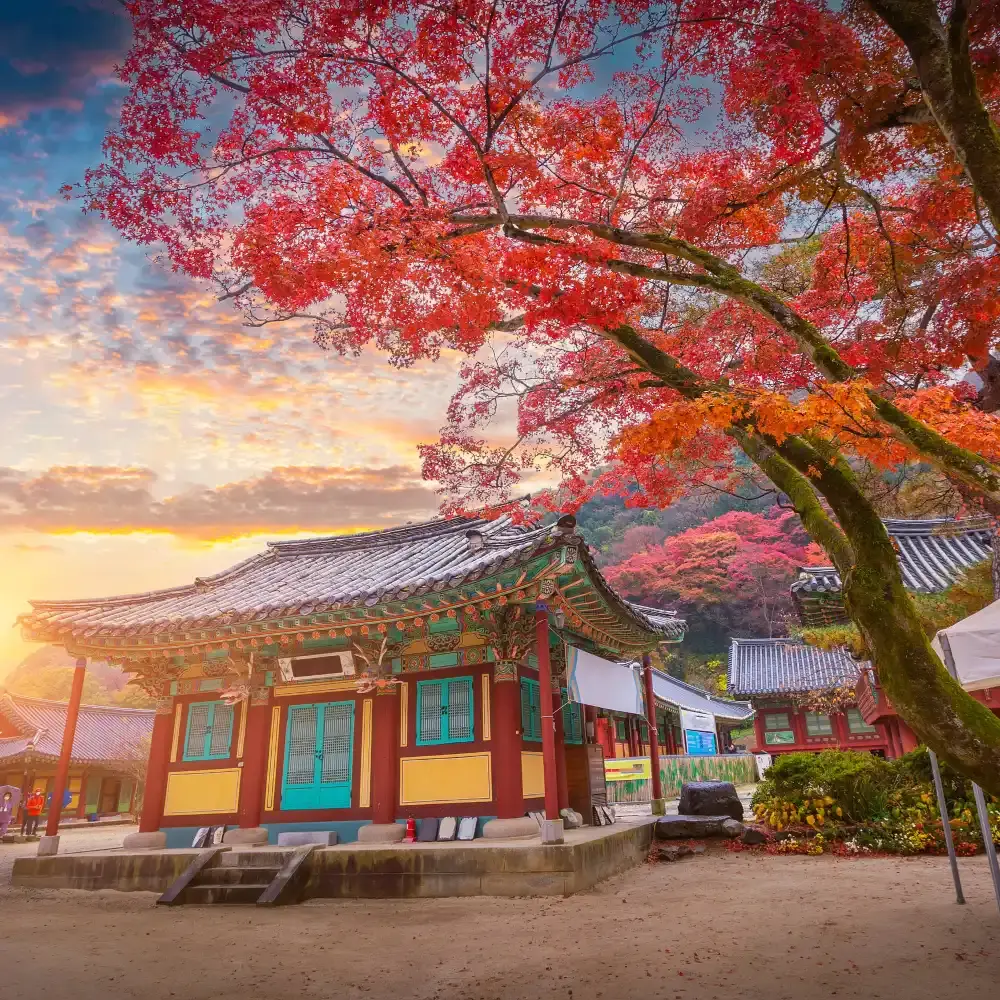 1000x1000 Korea's Famous Maple Viewing Spot In Fall · Fall Foliage Tour Day Tour To Naejangsan National Park. Depart From Seoul