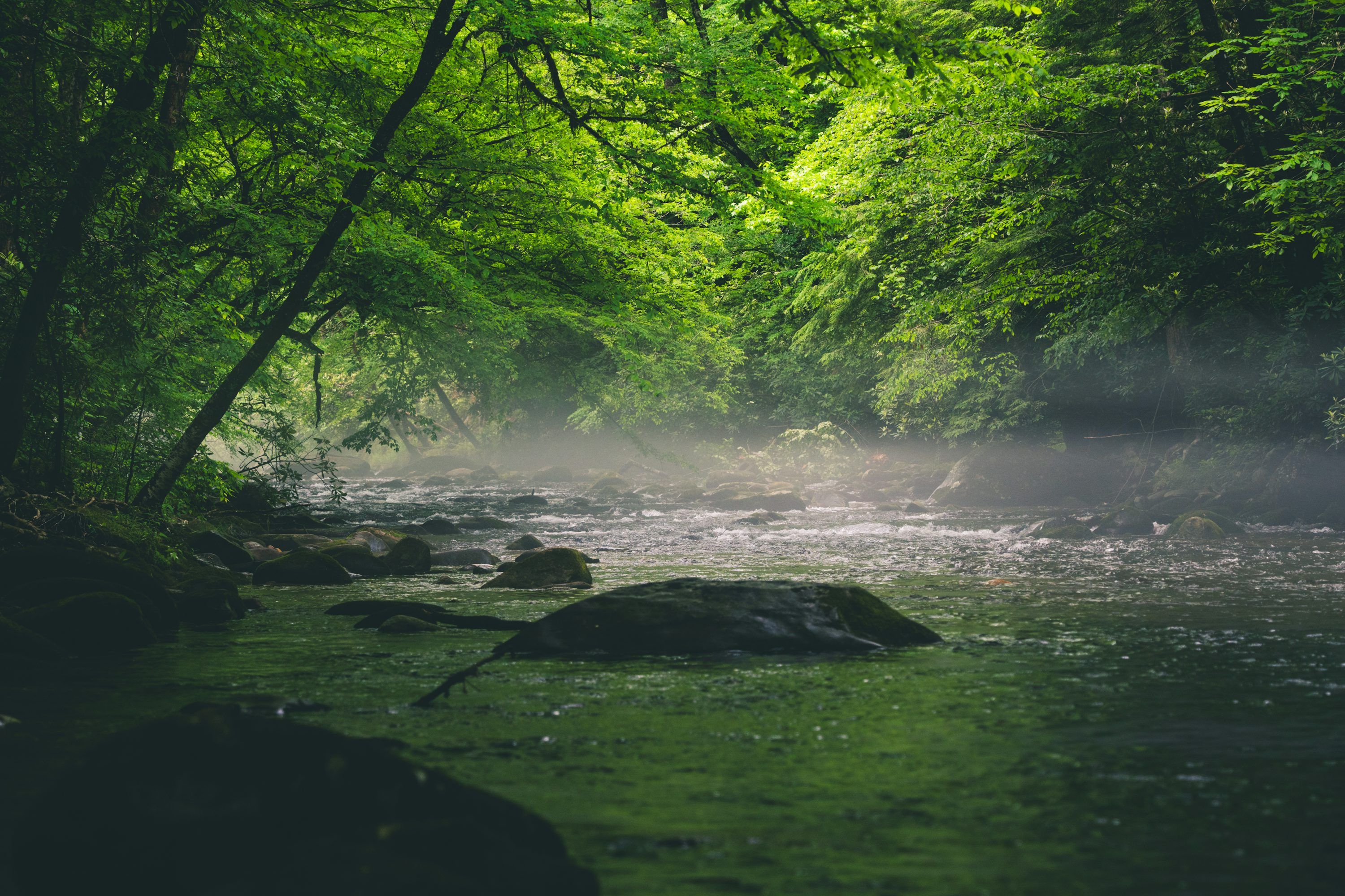 3000x2000 Forest Water Picture. Download Free Image