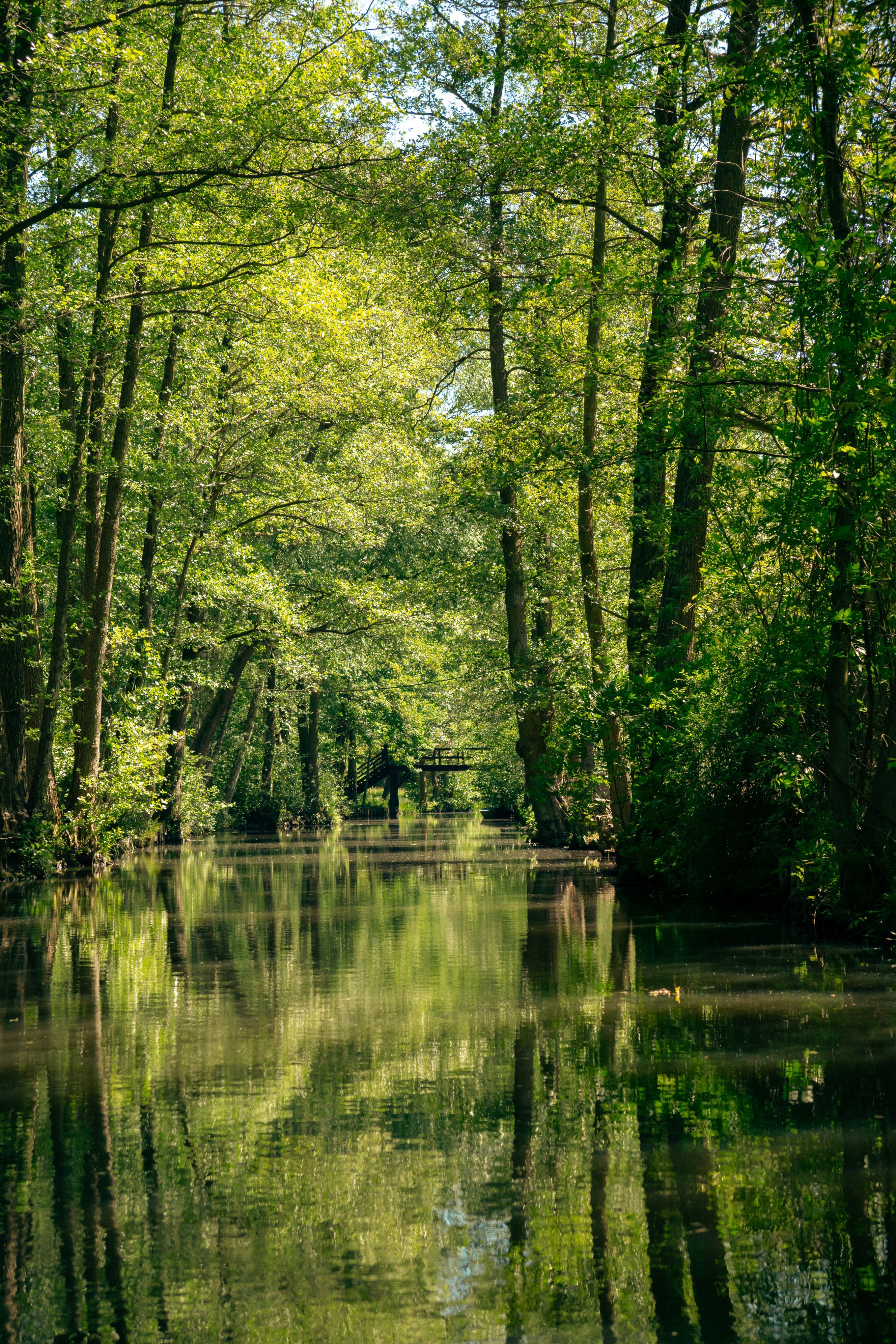 2720x4080 Water Forest Photo, Download The BEST Free Water Forest & HD Image