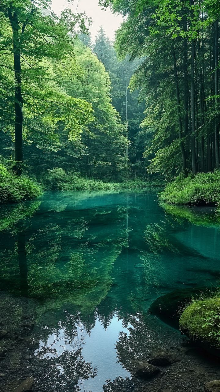 720x1280 free wallpaper 4K pond, bushes, trees, forest, nature for mobile and desktop