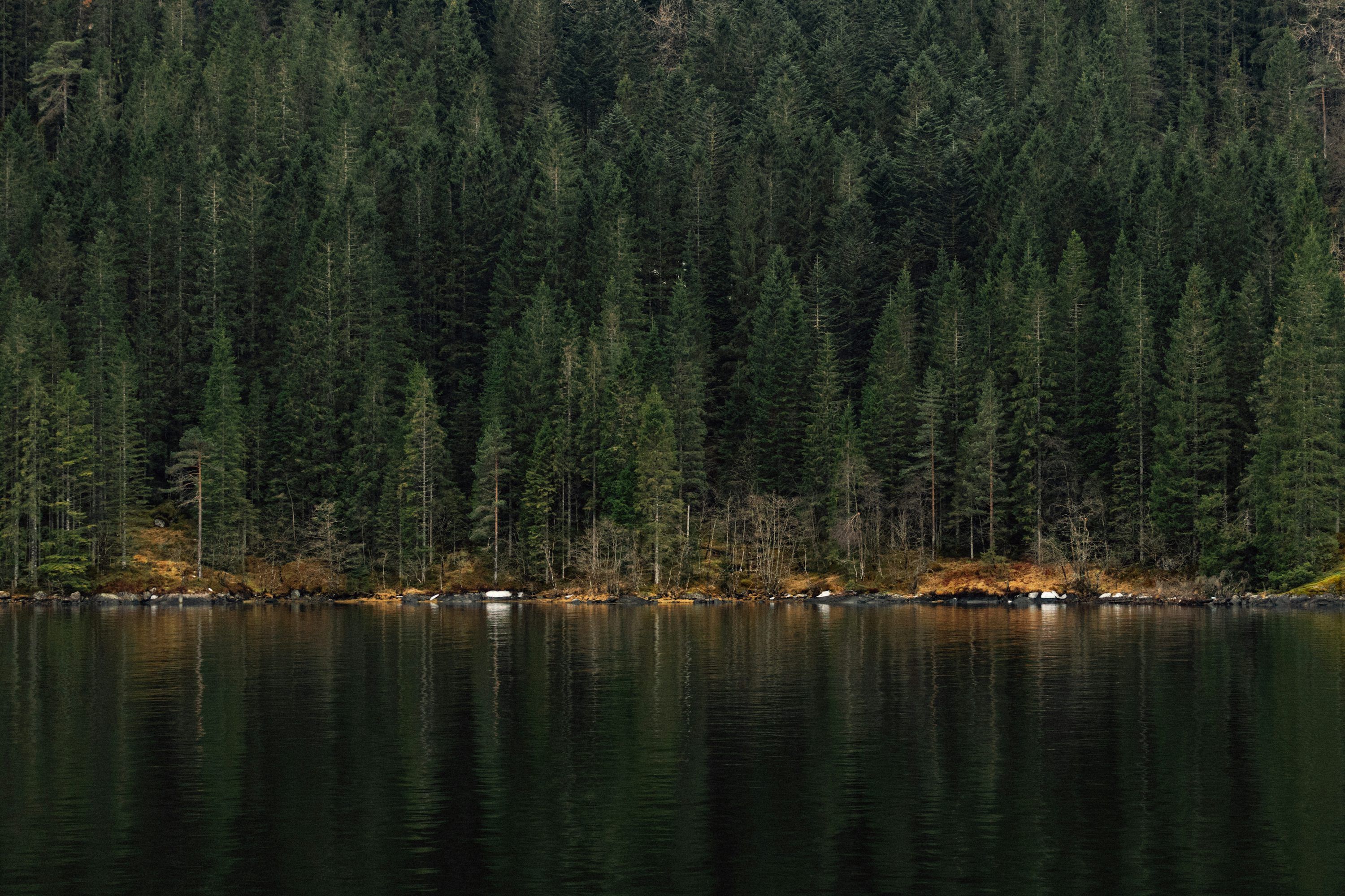 3000x2000 Forest Water Picture. Download Free Image
