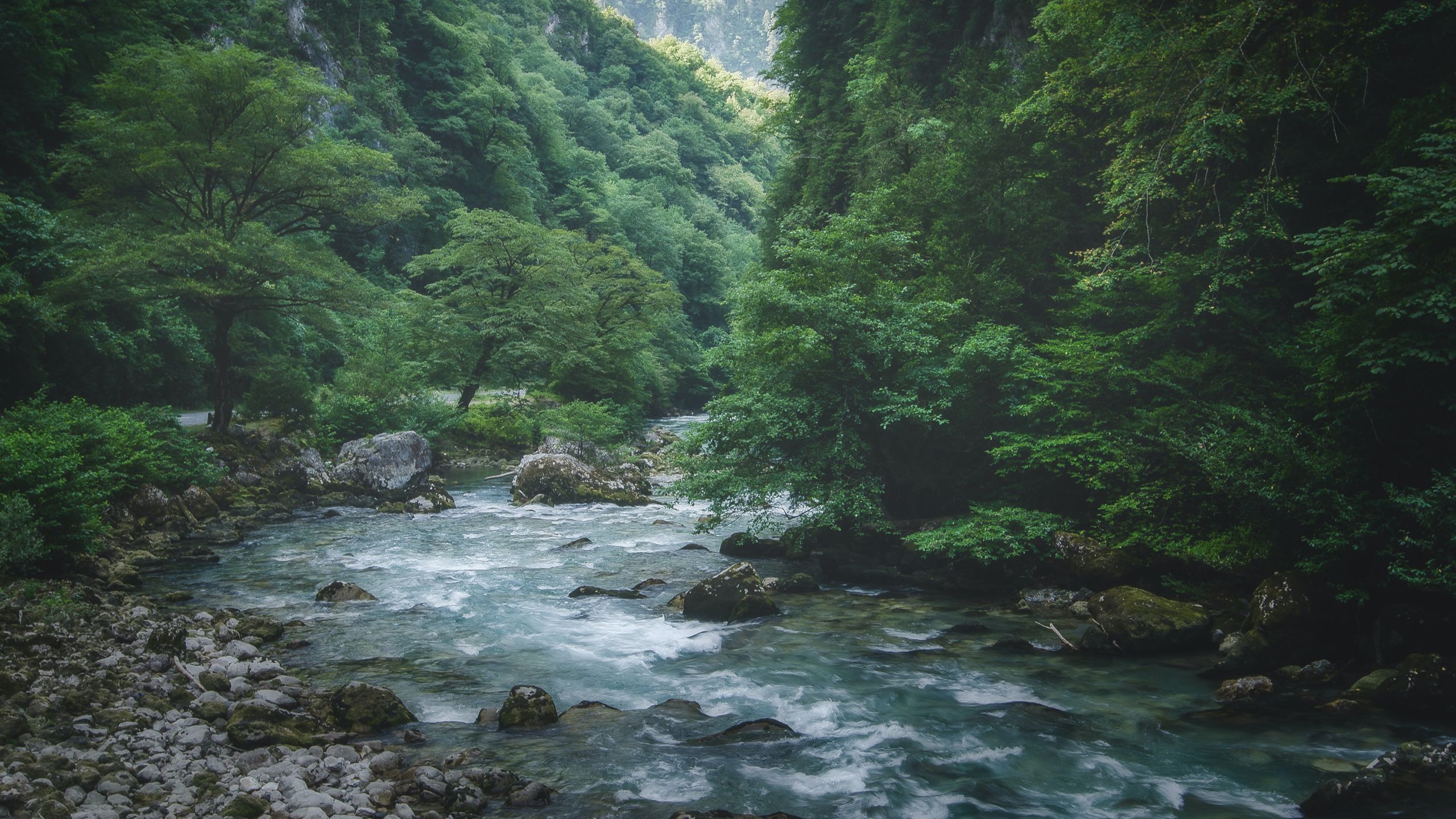2560x1440 River Water Stream Stones Surrounded By Green Trees Forest Background HD Nature Wallpaper