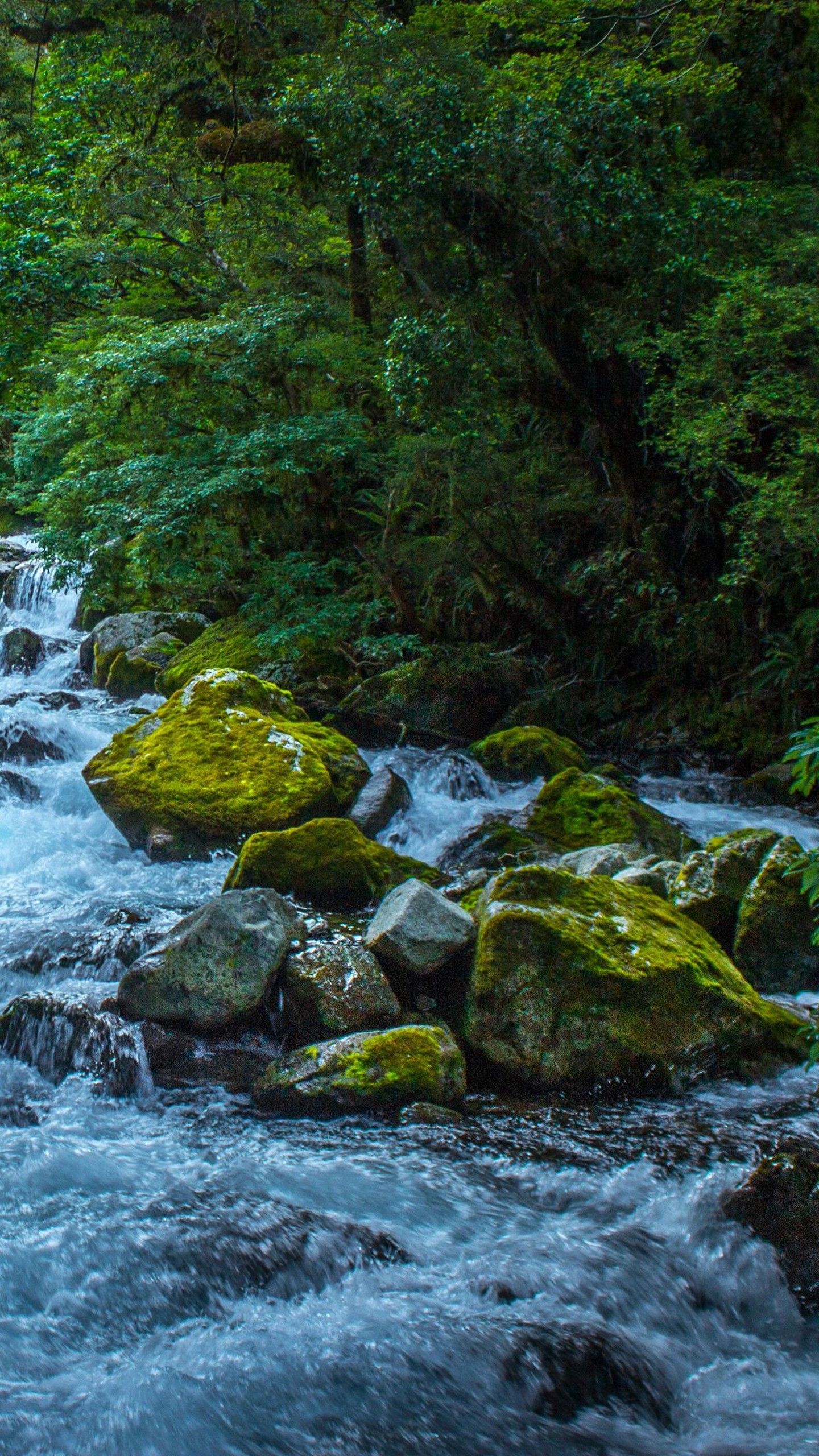 1440x2560 River Water Stream On Algae Covered Stones Between Trees Bushes Forest 4K HD Nature Wallpaper