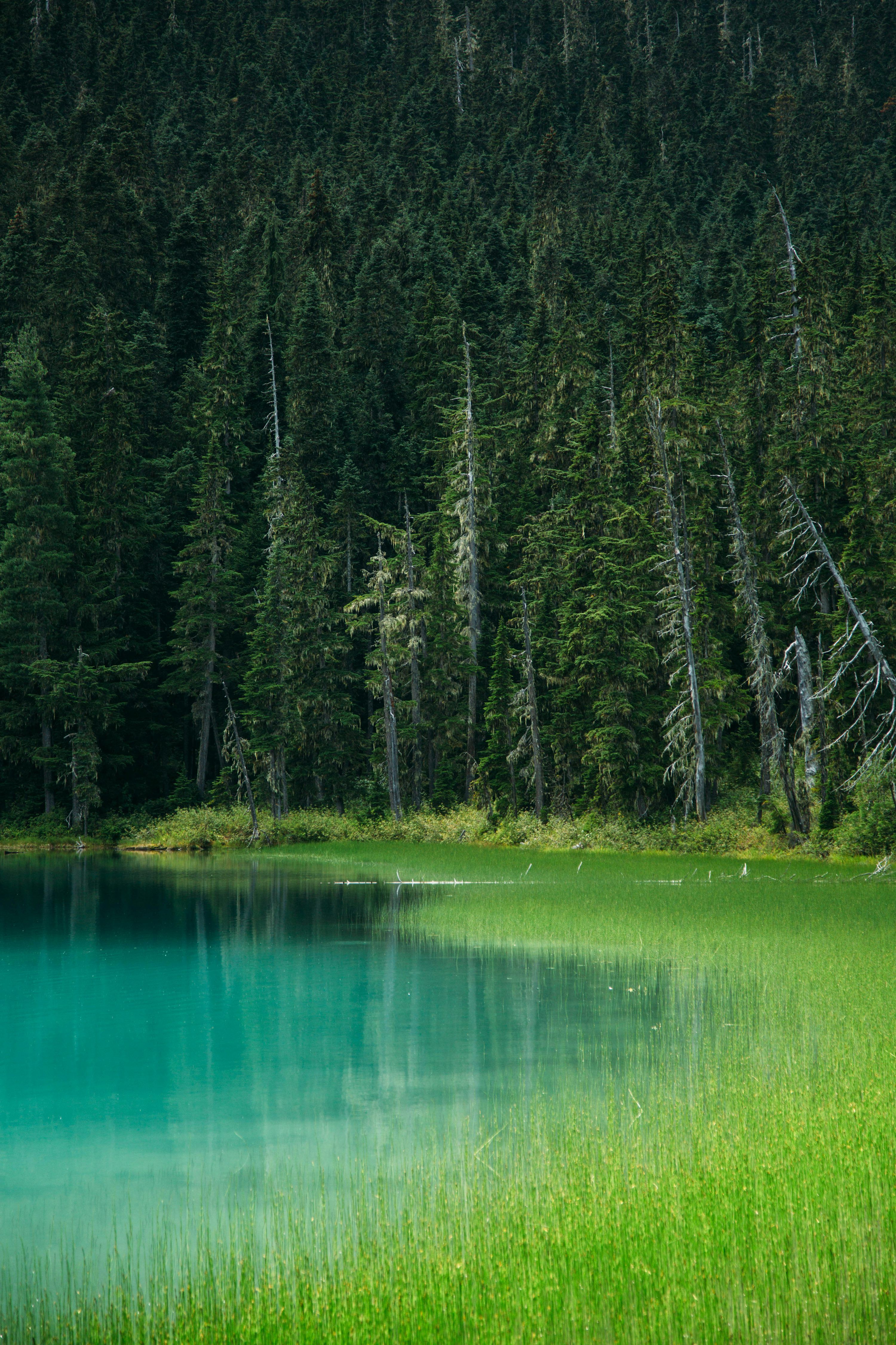3000x4500 Forest Water Picture. Download Free Image