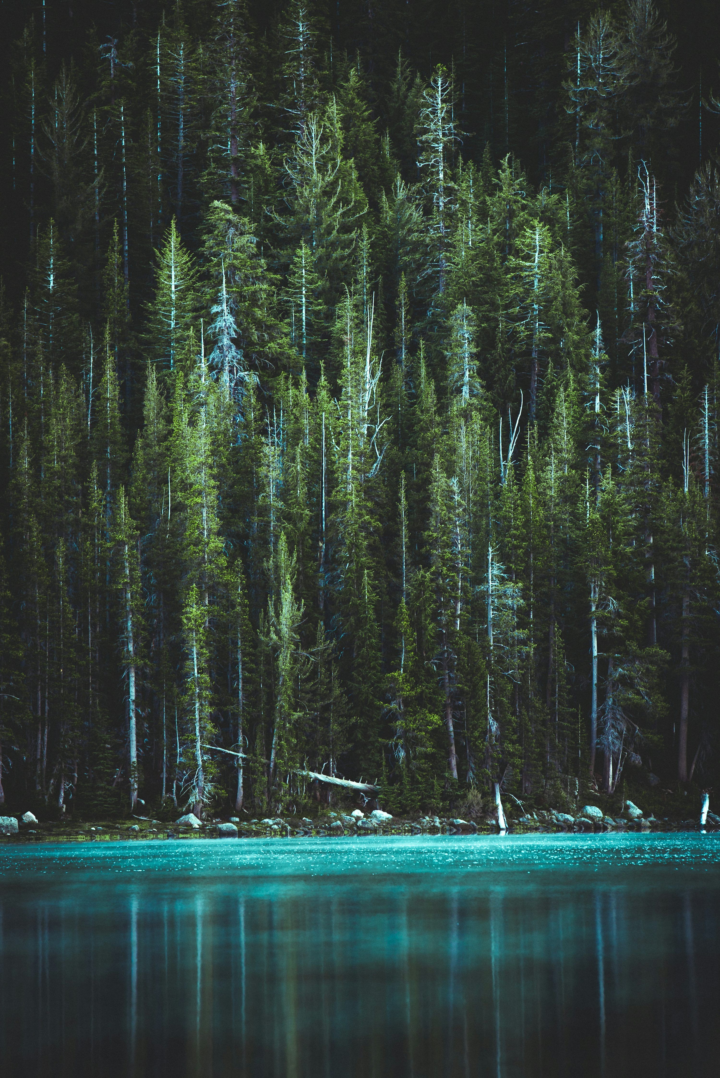 3000x4493 Forest Water Picture. Download Free Image