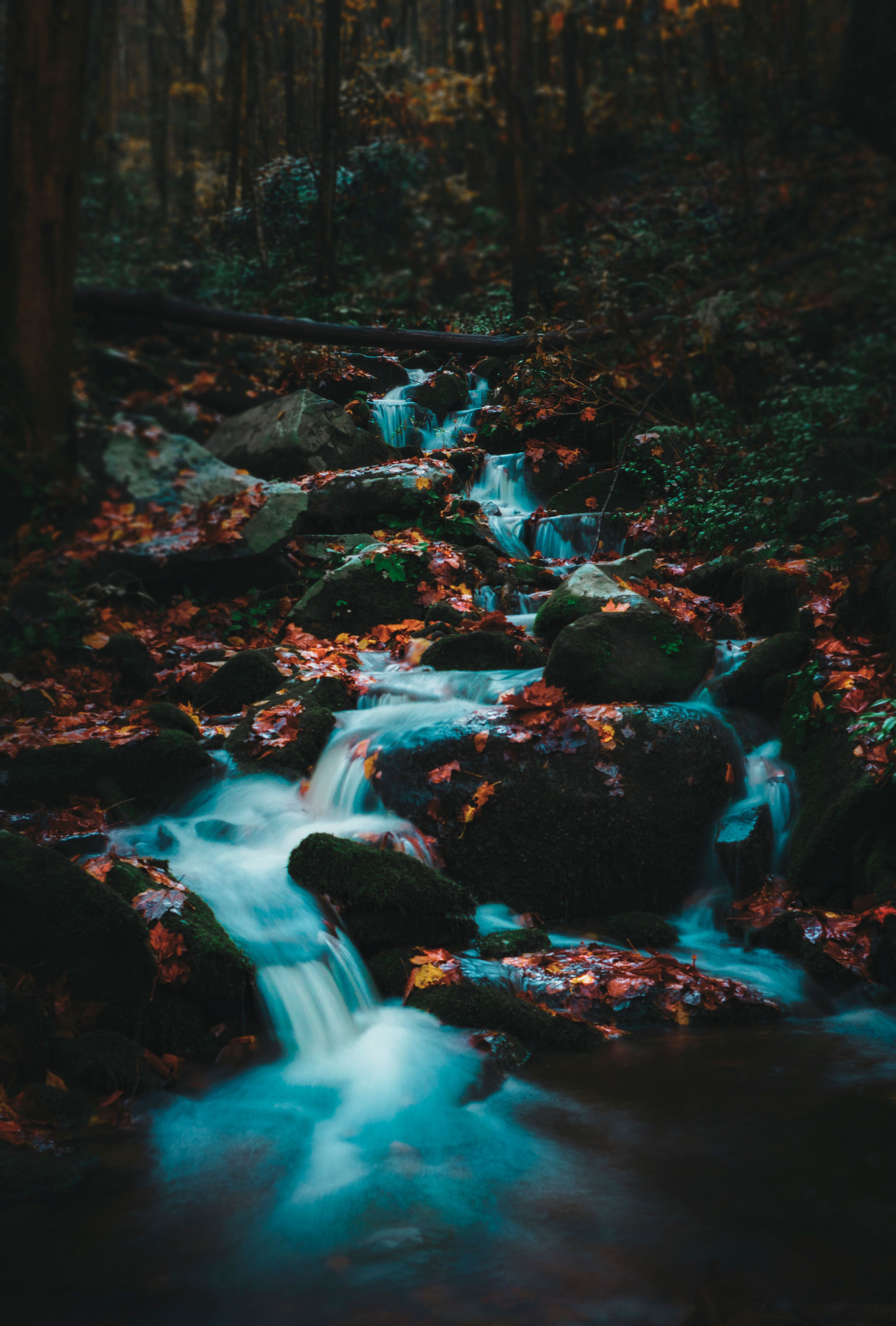 4000x5919 Water Flowing on Rocks in Forest · Free
