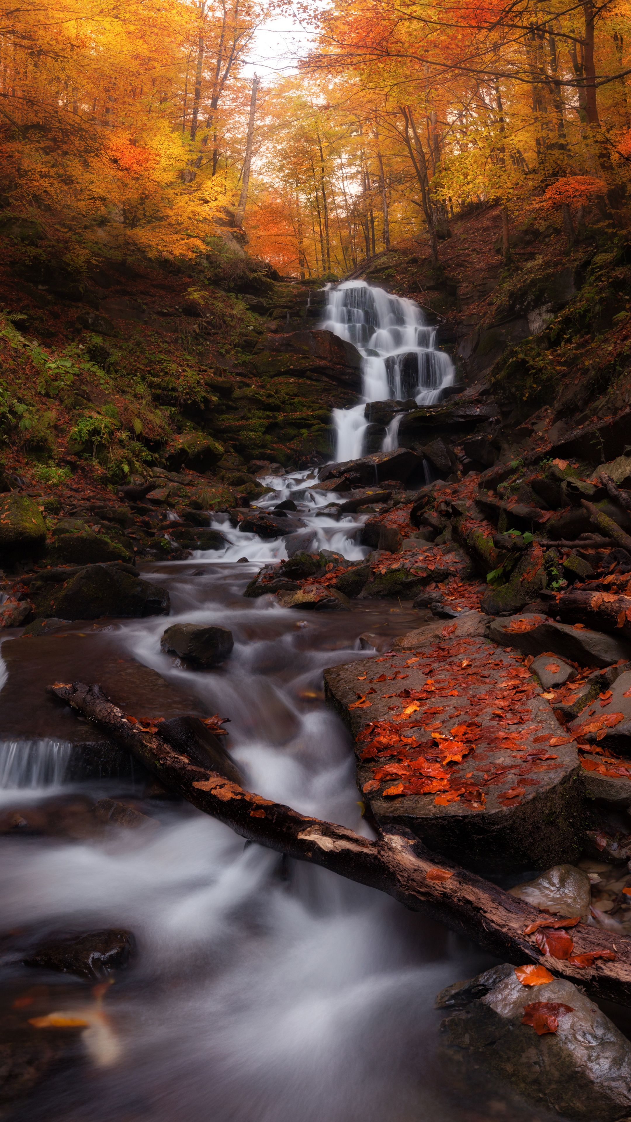 2160x3840 Forest Spring Water 4k Wallpaper