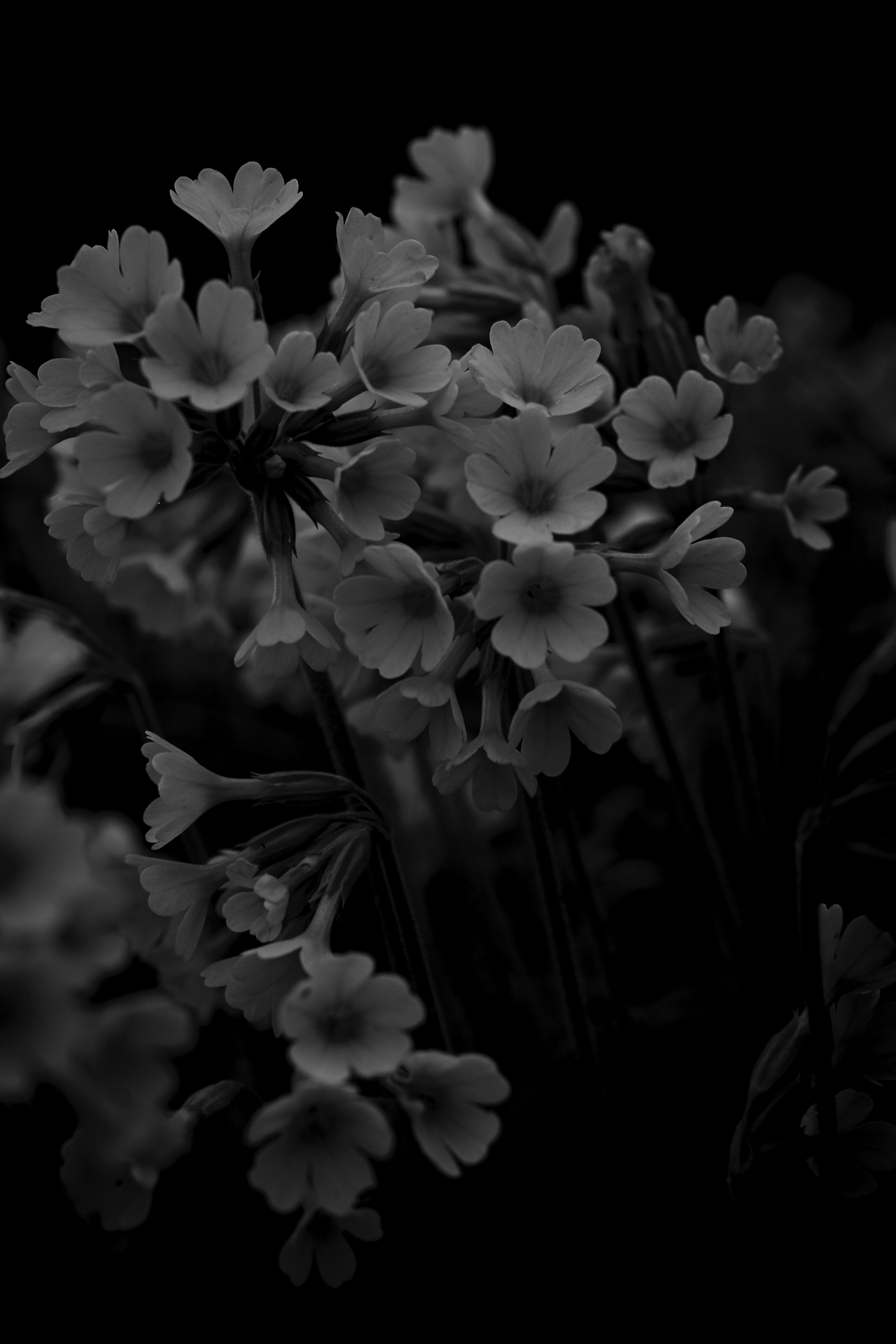 3000x4500 OLED Wallpaper: Free HD Download [4K]