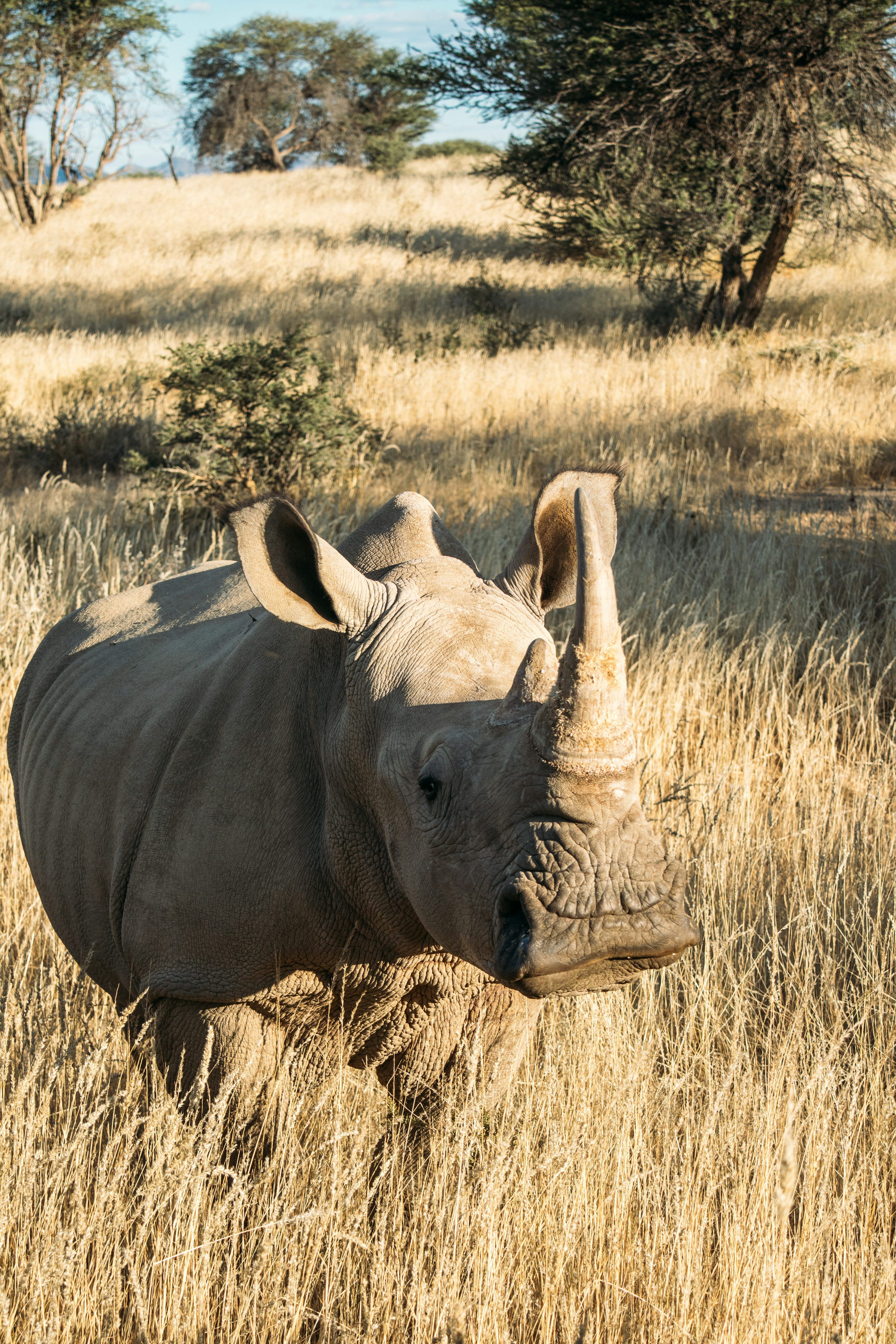 3000x4500 White Rhino Picture. Download Free Image